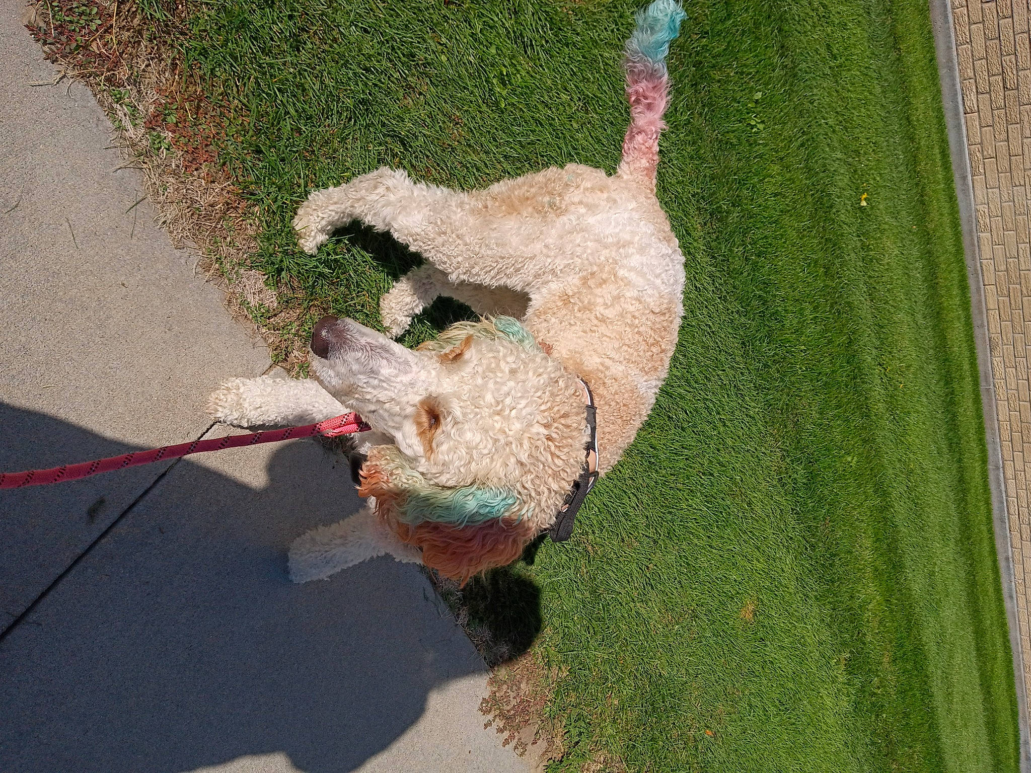 Serenity is registered to the contest to win money with this photo: asphalt, canidae, carnivore, companion_dog, concrete, dog, dog_breed, fawn, foot, grass, leash, plant, road_surface, shadow, sidewalk, soil, sporting_group, tail, tree, wood