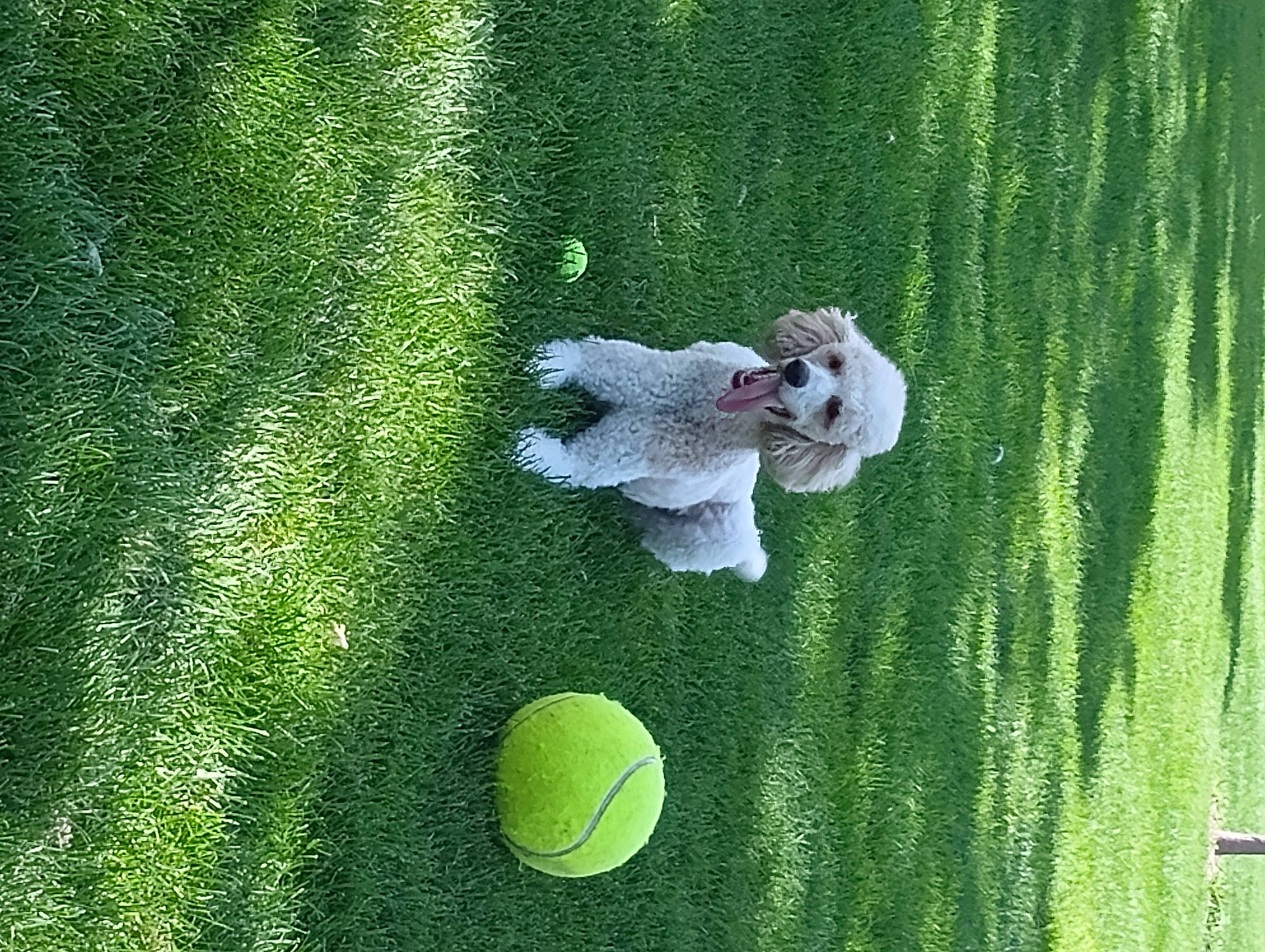 Serenity joined the competition — help win amazing prizes! font, gesture, grass, grass_family, grassland, green, landscape, lawn, leaf, leisure, nature, organism, people_in_nature, petal, plant, shadow, shrub, terrestrial_plant, tree, water