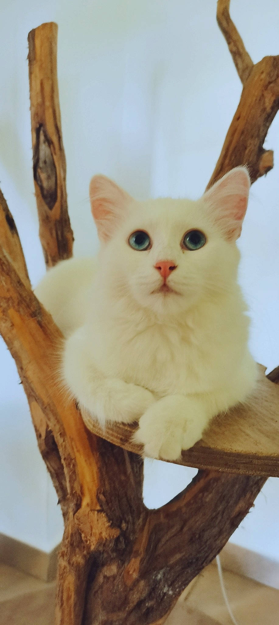 Rana Ruya participe au concours pour gagner de l'argent avec cette photo : balance, carnivore, cat, cat_supply, domestic_short_haired_cat, ear, fawn, felidae, fur, pet_supply, small_to_medium_sized_cats, snout, tail, whiskers, wood