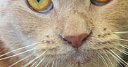 Gizmo is registered to the contest to win money with this photo: cat, close_up, ginger_cat, whiskers, amber_eyes, feline, pet, animal, fur, face, portrait, cute, domestic_cat, eyes, nose, muzzle, indoor, soft_light, close_shot