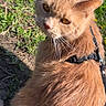 Gizmo is registered to the contest to win money with this photo: cat, ginger_cat, fur, outdoor, grass, harness, pet, animal, whiskers, sunlight, nature, greenery, curious, looking_back, close_up, mammal, feline, daylight, ground, ears