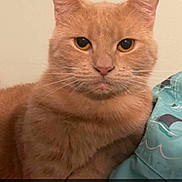 Gizmo is registered to the contest to win money with this photo: cat, orange_tabby, pet, animal, cute, indoor, feline, whiskers, ears, fur, looking_at_camera, closeup, resting, mammal, domestic, cute_pet, expression, face, eyes, caption