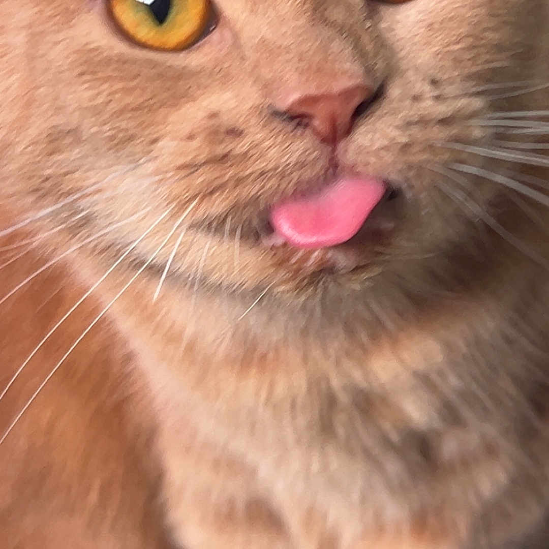 Gizmo