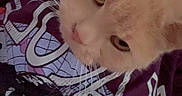 Gizmo joined the competition — help win amazing prizes! animal, casual, cat, close_up, companion, cozy, curious, cute, eyes, fur, graphic_shirt, hand, indoor, orange_cat, person, pet, purple_shirt, resting, soft_light, whiskers