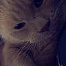 Gizmo is registered to the contest to win money with this photo: cat, close_up, animal, pet, whiskers, feline, face, cute, relaxed, soft_lighting, indoor, portrait, fur, eyes, nose, paw, emoticon, text_overlay, dark_background, sleepy