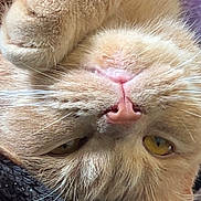 Gizmo joined the competition — help win amazing prizes! animal, cat, closeup, cute, eyes, face, feline, fur, indoor, mammal, nose, orange_cat, paw, pet, relaxed, resting, sleepy, soft, upside_down, whiskers