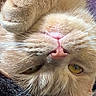 cat, orange_cat, pet, feline, fur, whiskers, paw, nose, eyes, closeup, sleepy, relaxed, indoor, animal, mammal, cute, face, upside_down, resting, soft