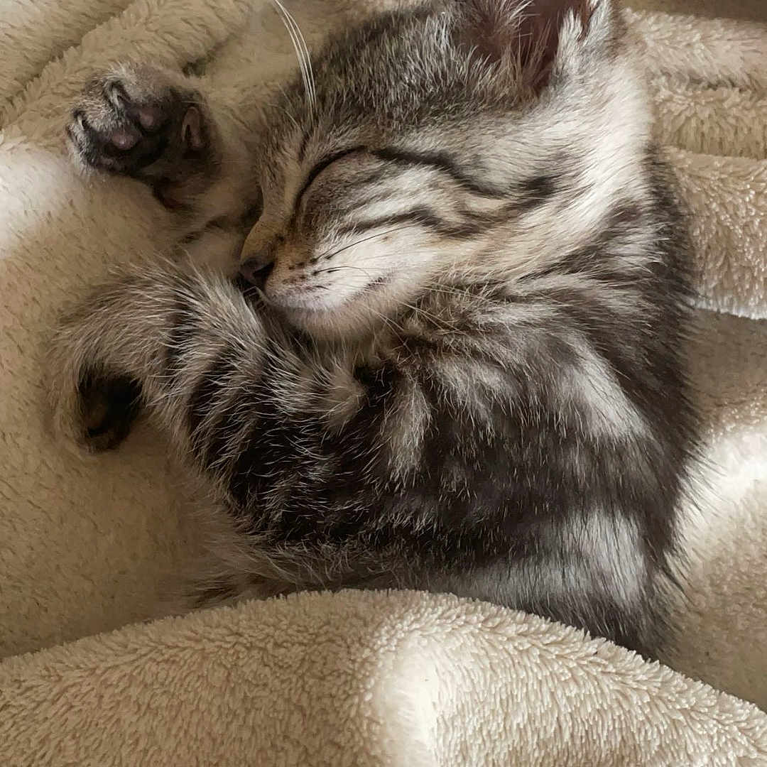 Perle a rejoint le concours — aidez-le/la à gagner de superbes lots ! adorable, animal, blanket, cat, cozy, cute, domestic, feline, fur, indoor, kitten, nap, paw, pet, resting, sleeping, soft, tabby, whiskers, young