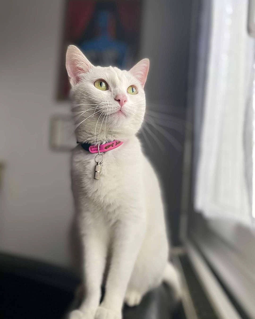 Roulette participe au concours pour gagner de l'argent avec cette photo : carnivore, cat, collar, domestic_short_haired_cat, ear, fawn, felidae, fur, paw, small_to_medium_sized_cats, snout, tail, whiskers