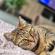 Coco a rejoint le concours — aidez-le/la à gagner de superbes lots ! cat, tabby_cat, green_eyes, close_up, domestic_cat, feline, indoor, resting, soft_blanket, cozy, blurred_background, fur, whiskers, pet, cute, animal, relaxed, laying_down, ears, paws