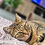 cat, tabby_cat, green_eyes, close_up, domestic_cat, feline, indoor, resting, soft_blanket, cozy, blurred_background, fur, whiskers, pet, cute, animal, relaxed, laying_down, ears, paws