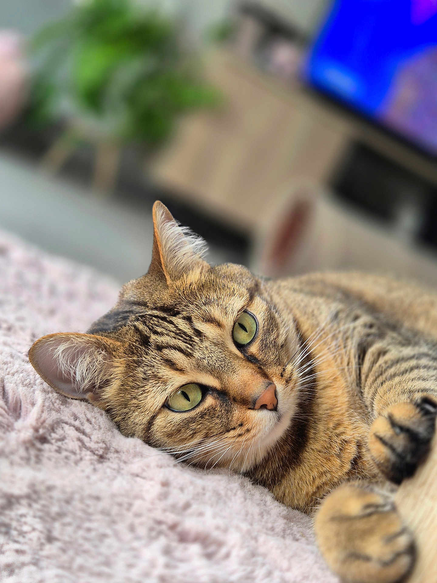 Coco a rejoint le concours — aidez-le/la à gagner de superbes lots ! cat, tabby_cat, green_eyes, close_up, domestic_cat, feline, indoor, resting, soft_blanket, cozy, blurred_background, fur, whiskers, pet, cute, animal, relaxed, laying_down, ears, paws