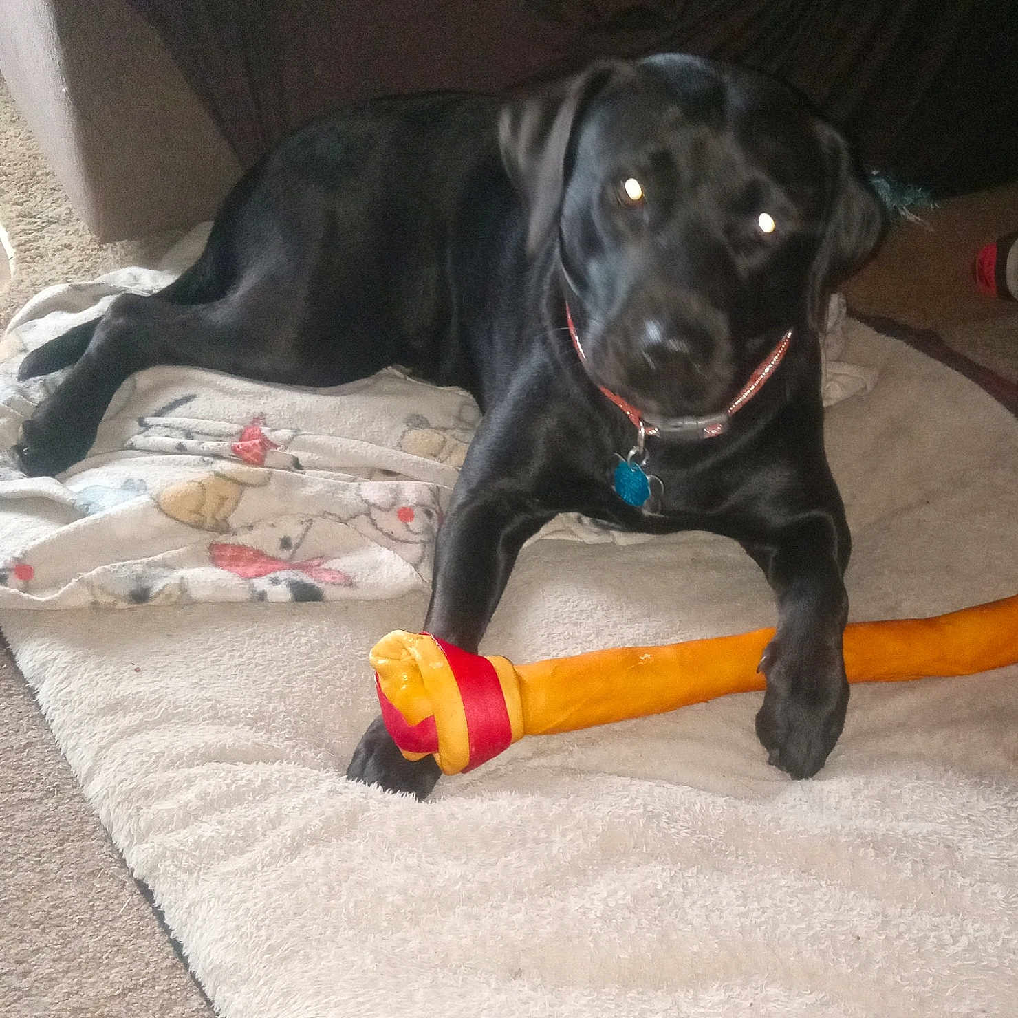 Lucky joined the competition — help win amazing prizes! dog, black_dog, pet, toy, chew_toy, blanket, carpet, indoor, couch, collar, animal, paw, lying_down, pet_toy, domestic_animal, playful, canine, fur, resting, home