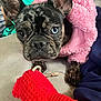 dog, french_bulldog, brindle, blue_eye, brown_eye, pink_jacket, toy, red_toy, couch, pet, close_up, indoor, fur, ears, paw, looking, cute, animal, domestic, resting