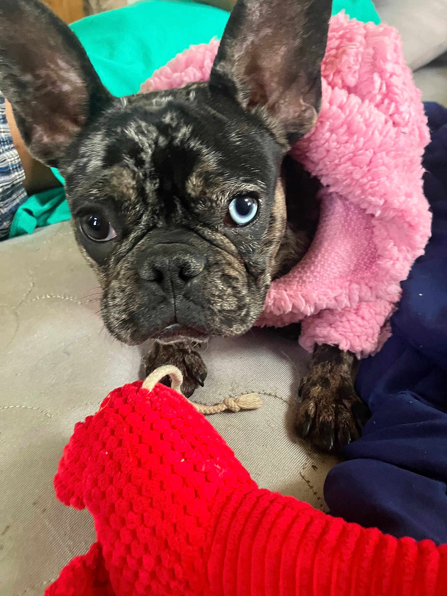 Dahlia is registered to the contest to win money with this photo: dog, french_bulldog, brindle, blue_eye, brown_eye, pink_jacket, toy, red_toy, couch, pet, close_up, indoor, fur, ears, paw, looking, cute, animal, domestic, resting