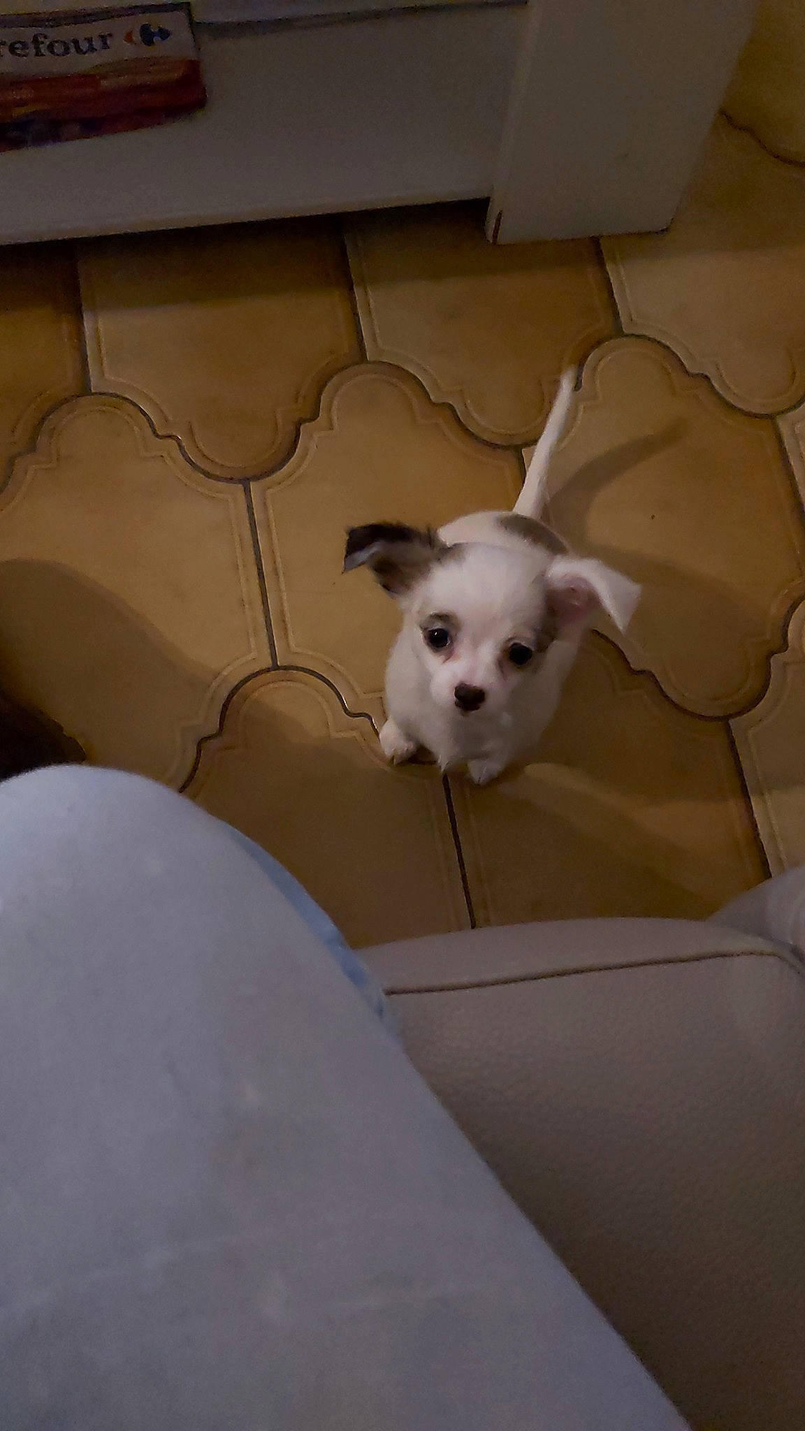 Nicki a rejoint le concours — aidez-le/la à gagner de superbes lots ! bichon, canidae, carnivore, chihuahua, companion_dog, dog, dog_breed, fawn, maltese, mammal, non_sporting_group, puppy, puppy_love, snout, toy_dog, vertebrate