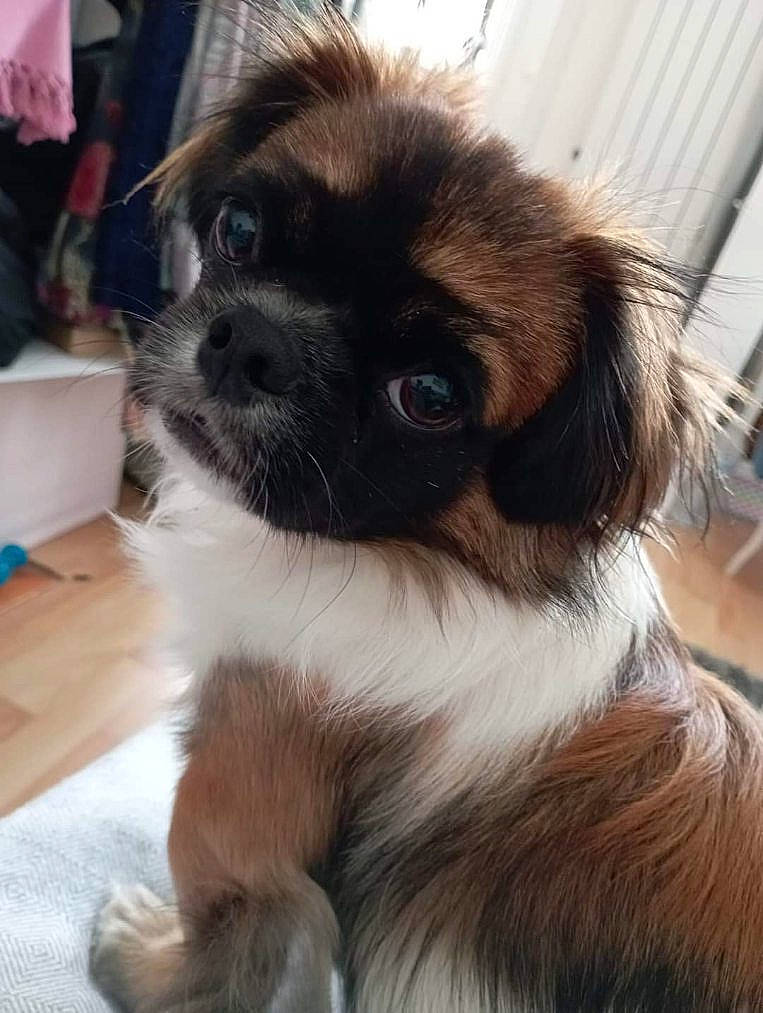 Skobé a rejoint le concours — aidez-le/la à gagner de superbes lots ! canidae, carnivore, companion_dog, dog, dog_breed, fawn, fur, iris, liver, non_sporting_group, snout, sporting_group, toy_dog, whiskers, working_animal