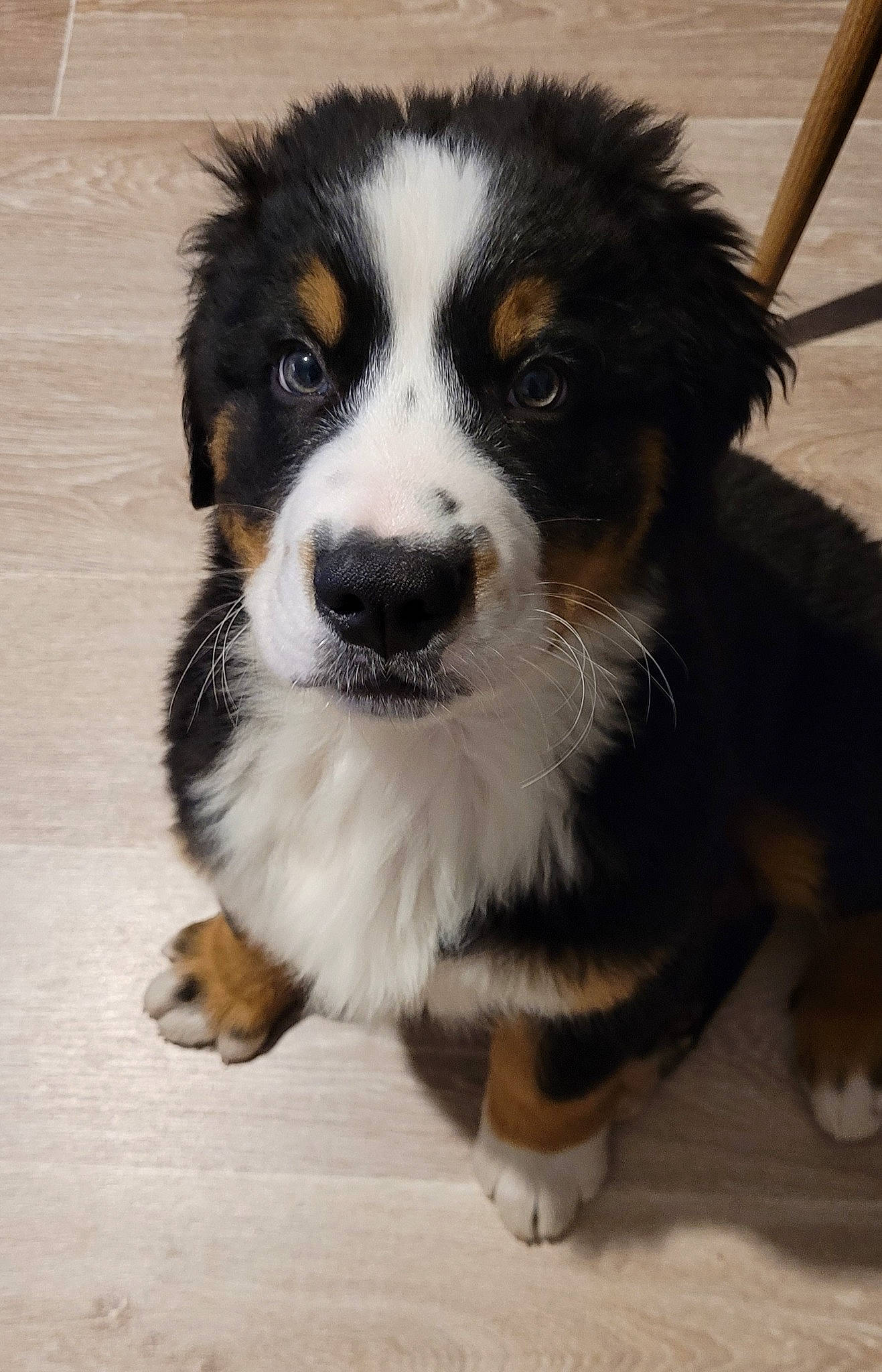 Aldo participe au concours pour gagner de l'argent avec cette photo : ancient_dog_breeds, bernese_mountain_dog, canidae, carnivore, companion_dog, dog, dog_breed, fur, herding_dog, snout, sporting_group, terrestrial_animal, whiskers, working_animal, working_dog