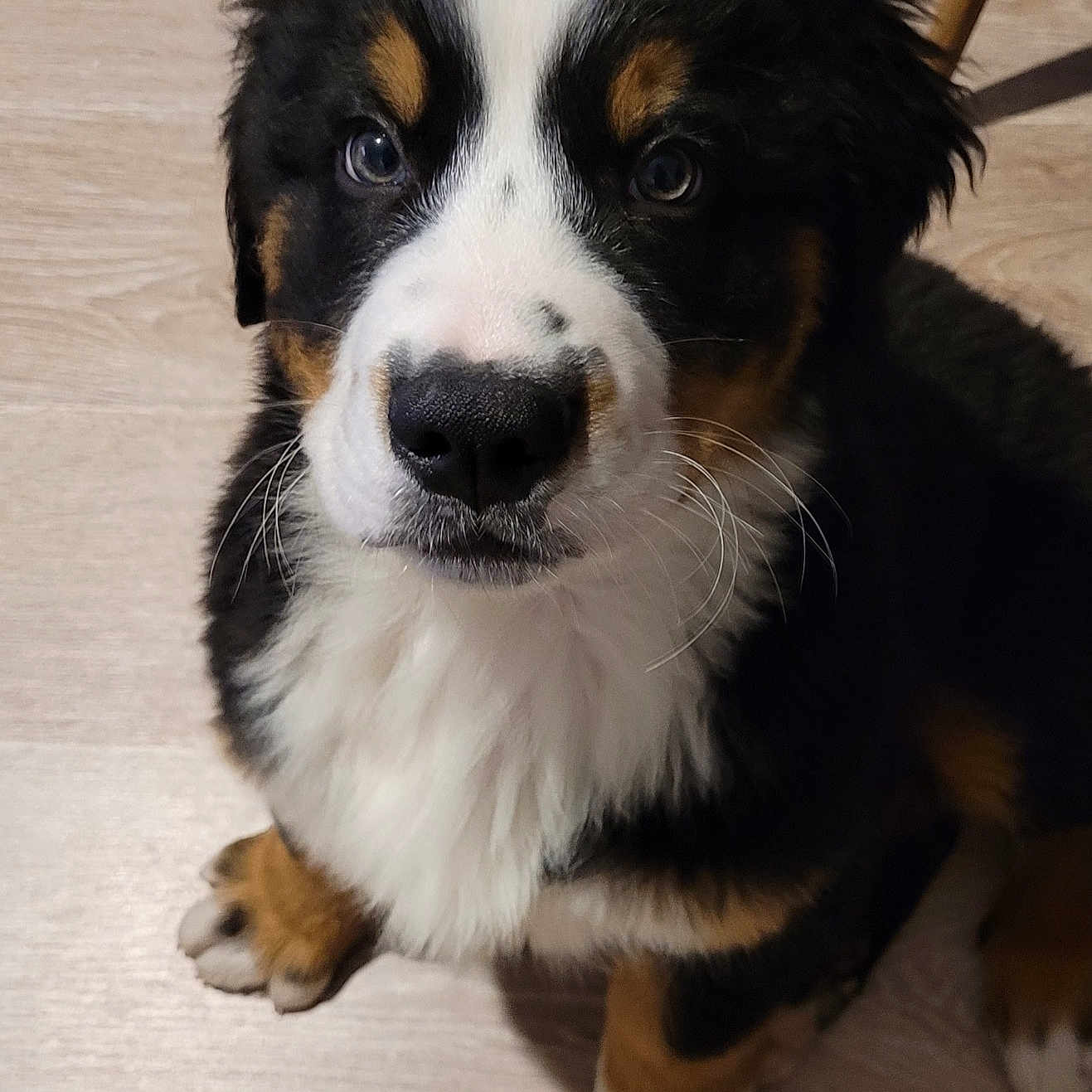 Aldo