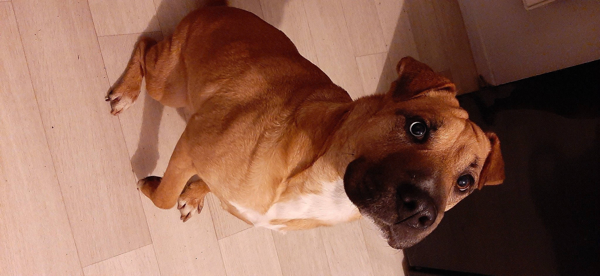 Kira a rejoint le concours — aidez-le/la à gagner de superbes lots ! canidae, carnivore, collar, companion_dog, dog, dog_breed, dog_collar, dog_supply, ear, fawn, fur, liver, non_sporting_group, paw, pet_supply, snout, sporting_group, tail, whiskers, working_animal