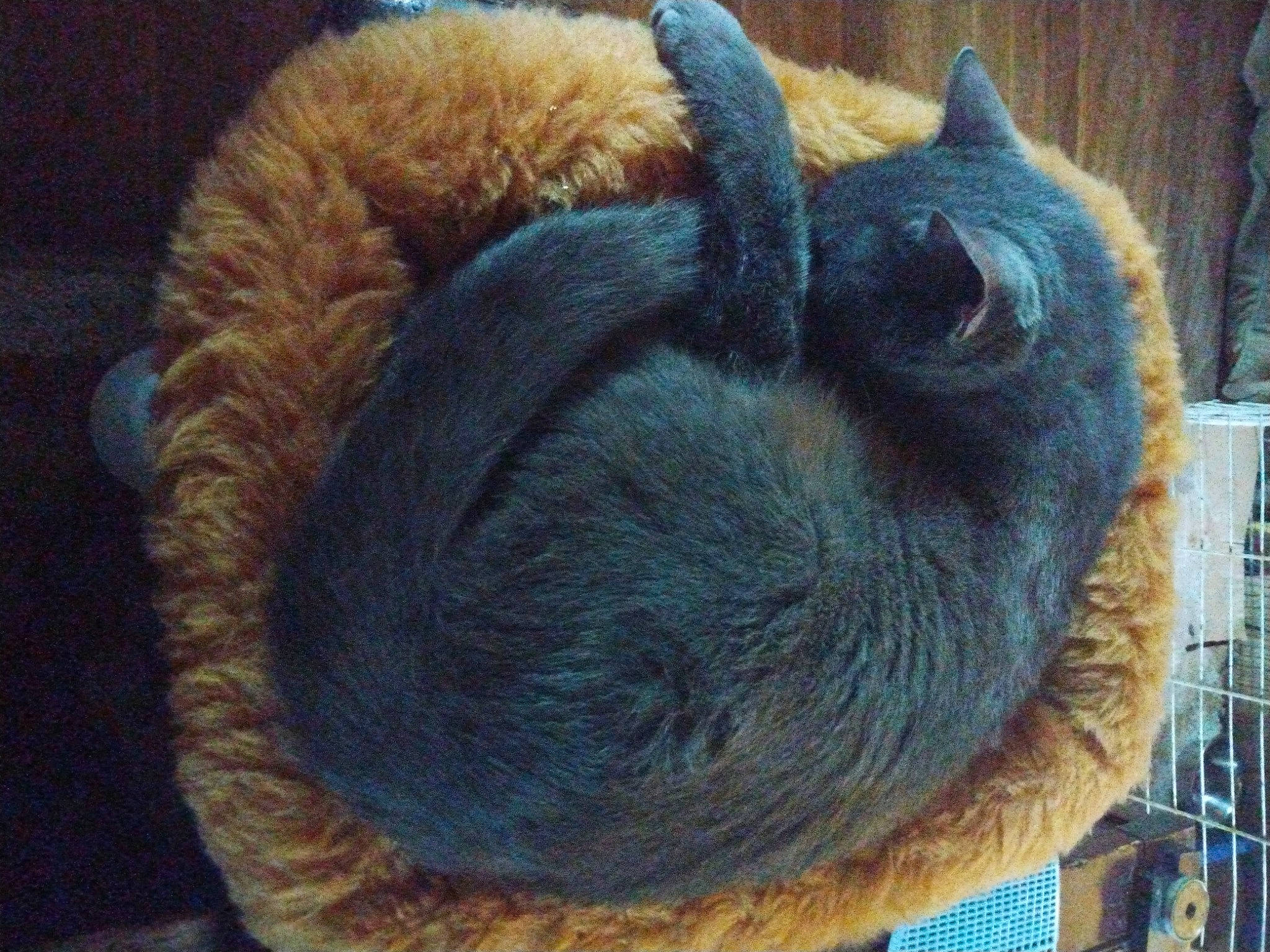 Gracey is registered to the contest to win money with this photo: canidae, claw, comfort, dog_breed, electric_blue, fashion_accessory, felidae, fiber, fur, fur_clothing, knitting, liver, pattern, snout, terrestrial_animal, thread, whiskers, wool, woolen, woven_fabric