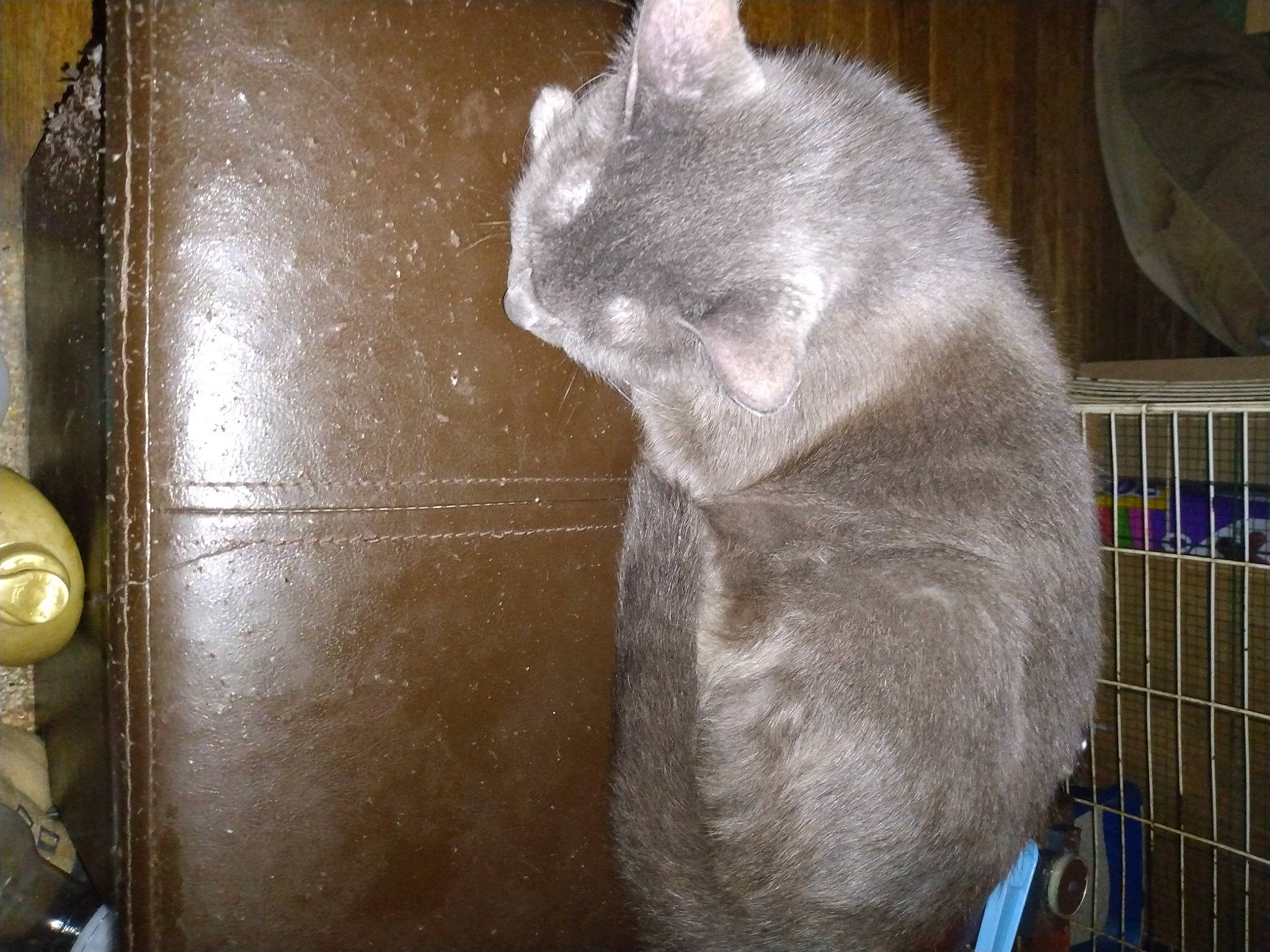 Gracey is registered to the contest to win money with this photo: carnivore, cat, claw, domestic_short_haired_cat, felidae, fur, gas, metal, pet_supply, small_to_medium_sized_cats, snout, tail, whiskers, wood