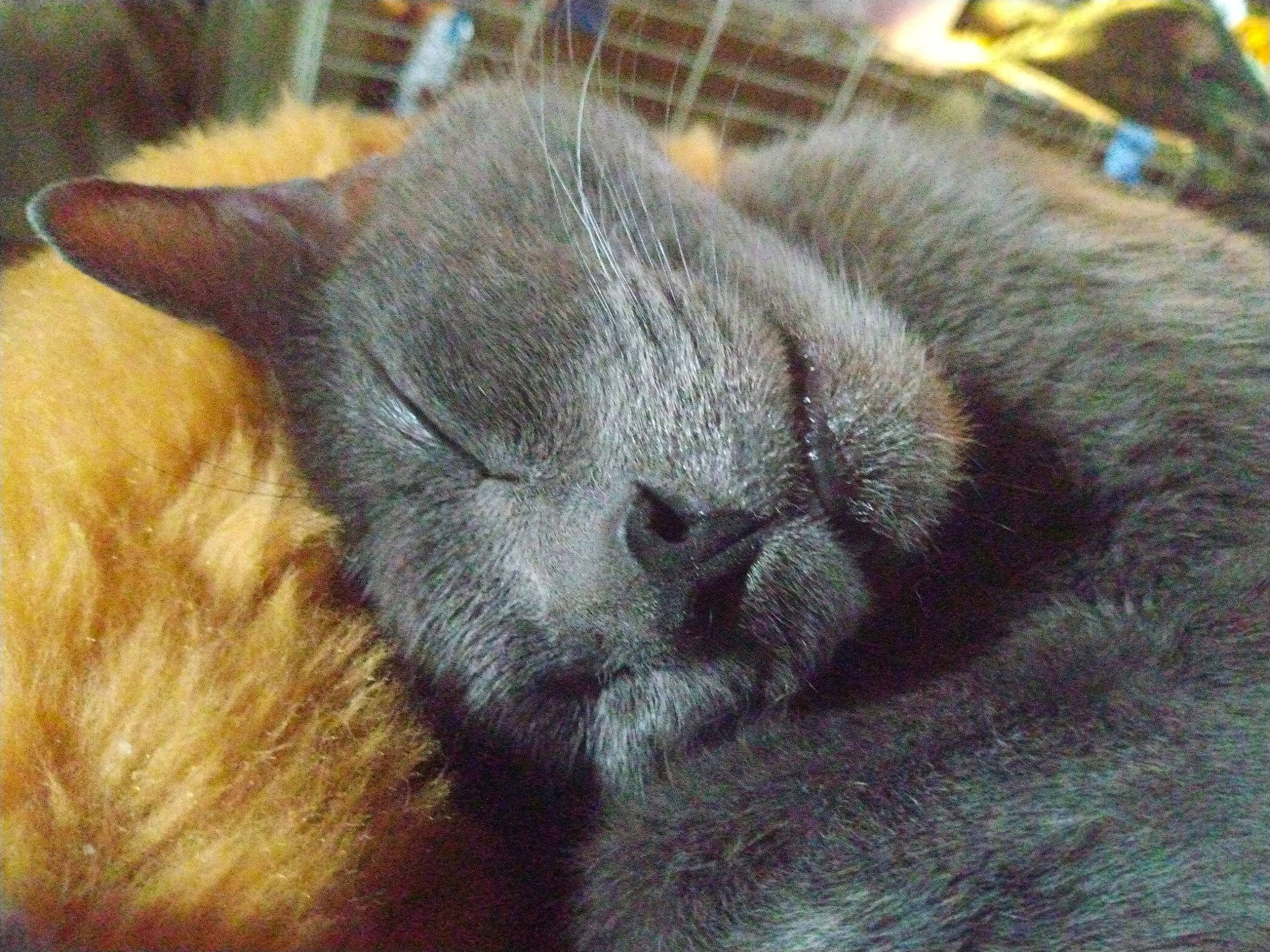 Gracey is registered to the contest to win money with this photo: carnivore, cat, chartreux, claw, comfort, domestic_short_haired_cat, felidae, fur, grey, nap, paw, russian_blue, sleep, small_to_medium_sized_cats, tail, terrestrial_animal, whiskers