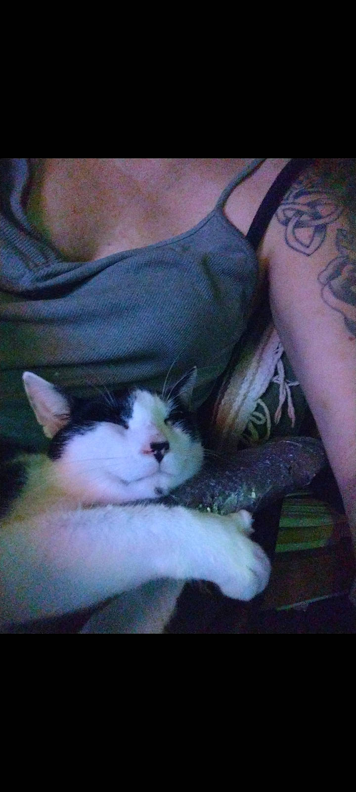 Patch is registered to the contest to win money with this photo: abdomen, carnivore, cat, chest, comfort, domestic_short_haired_cat, elbow, felidae, flesh, foot, fur, gesture, human_leg, paw, photo_caption, small_to_medium_sized_cats, tail, temporary_tattoo, thigh, whiskers