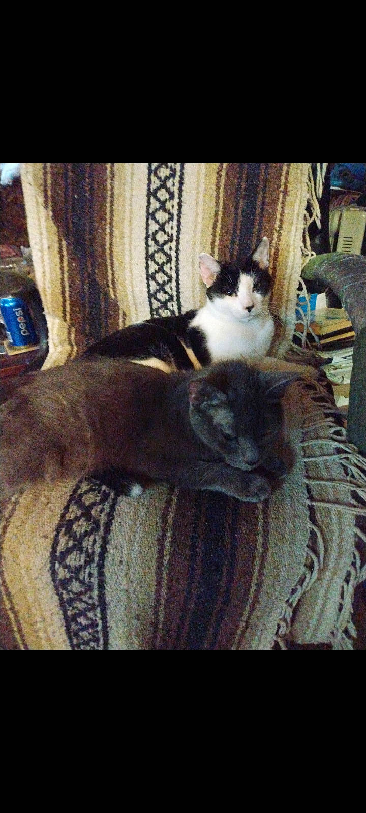 Patch joined the competition — help win amazing prizes! carnivore, cat, comfort, curtain, domestic_short_haired_cat, felidae, formal_wear, fur, grey, hardwood, lap, linens, paw, room, sitting, small_to_medium_sized_cats, tail, whiskers, window, wood