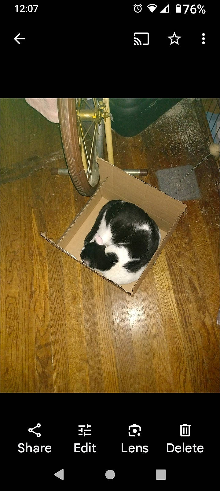 Patch joined the competition — help win amazing prizes! automotive_tire, bicycle, bicycle_tire, bicycle_wheel, carnivore, cat, companion_dog, dog_breed, felidae, fender, floor, flooring, hardwood, laminate_flooring, small_to_medium_sized_cats, tail, tire, wheel, whiskers, wood