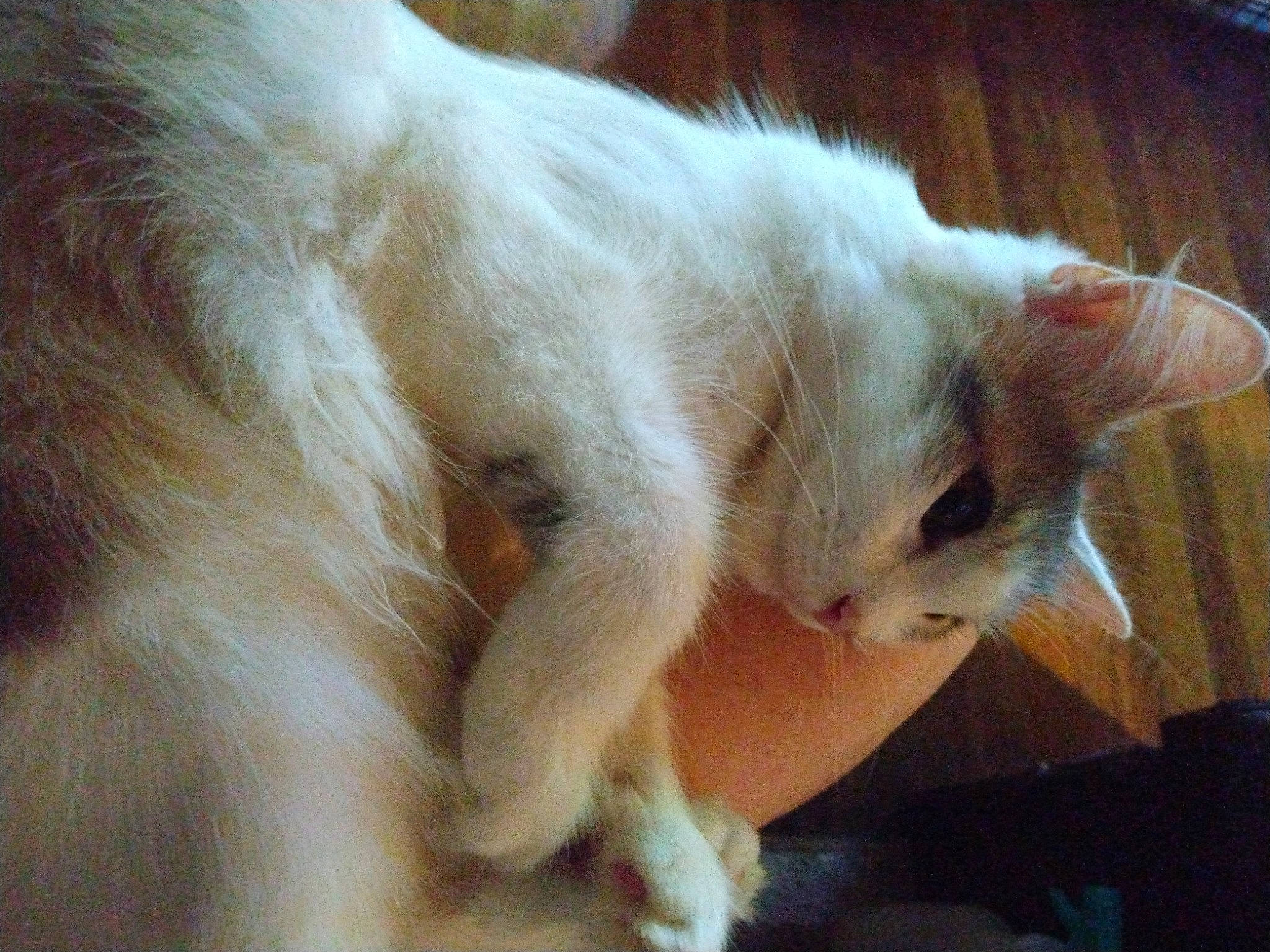 Bongo is registered to the contest to win money with this photo: carnivore, cat, claw, comfort, domestic_short_haired_cat, ear, fawn, felidae, fur, nap, paw, small_to_medium_sized_cats, snout, tail, whiskers, wood