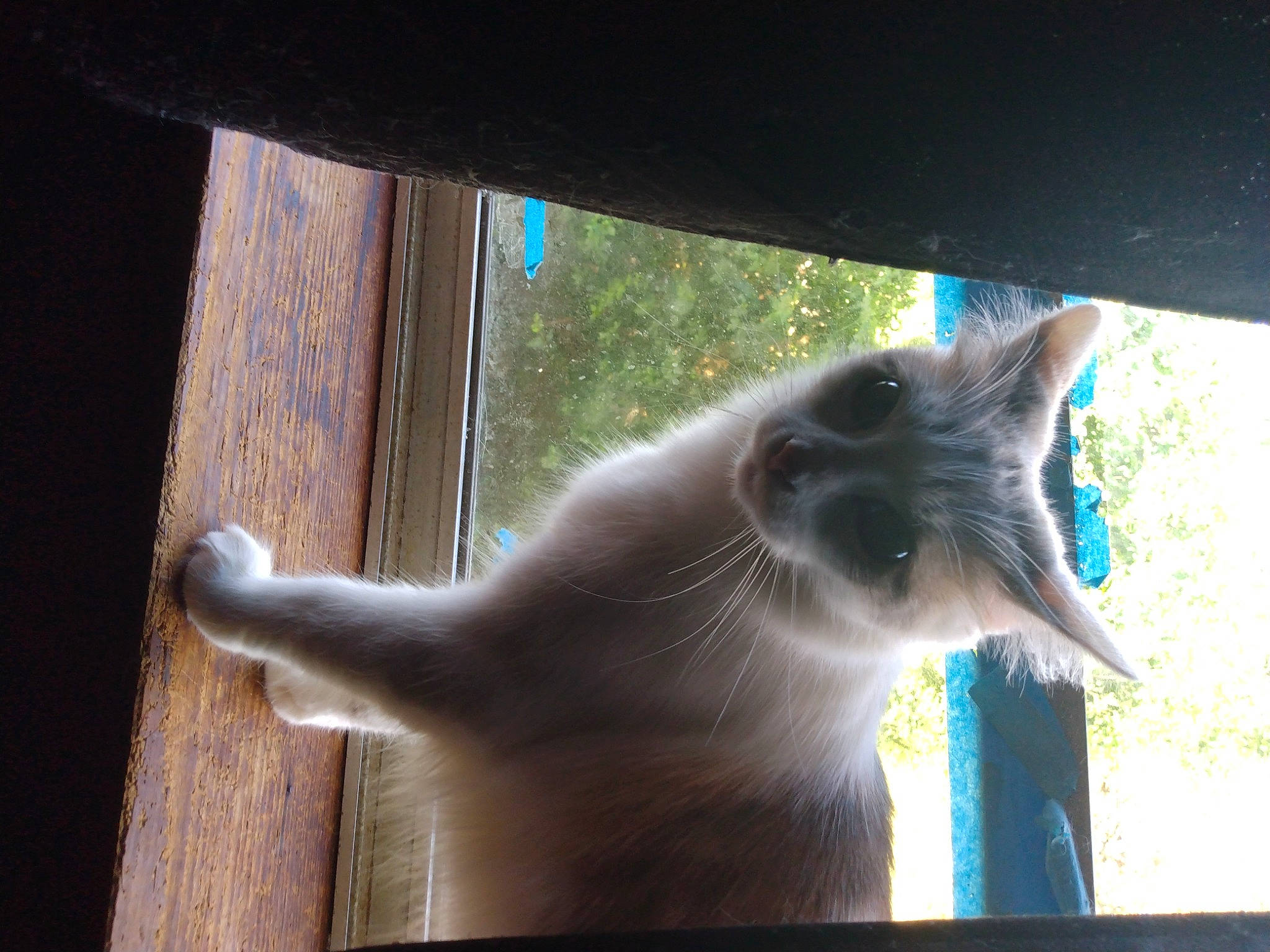 Bongo joined the competition — help win amazing prizes! carnivore, cat, domestic_short_haired_cat, door, fawn, felidae, fixture, fur, hardwood, plant, shadow, siamese, small_to_medium_sized_cats, snout, tail, tints_and_shades, tree, whiskers, window, wood