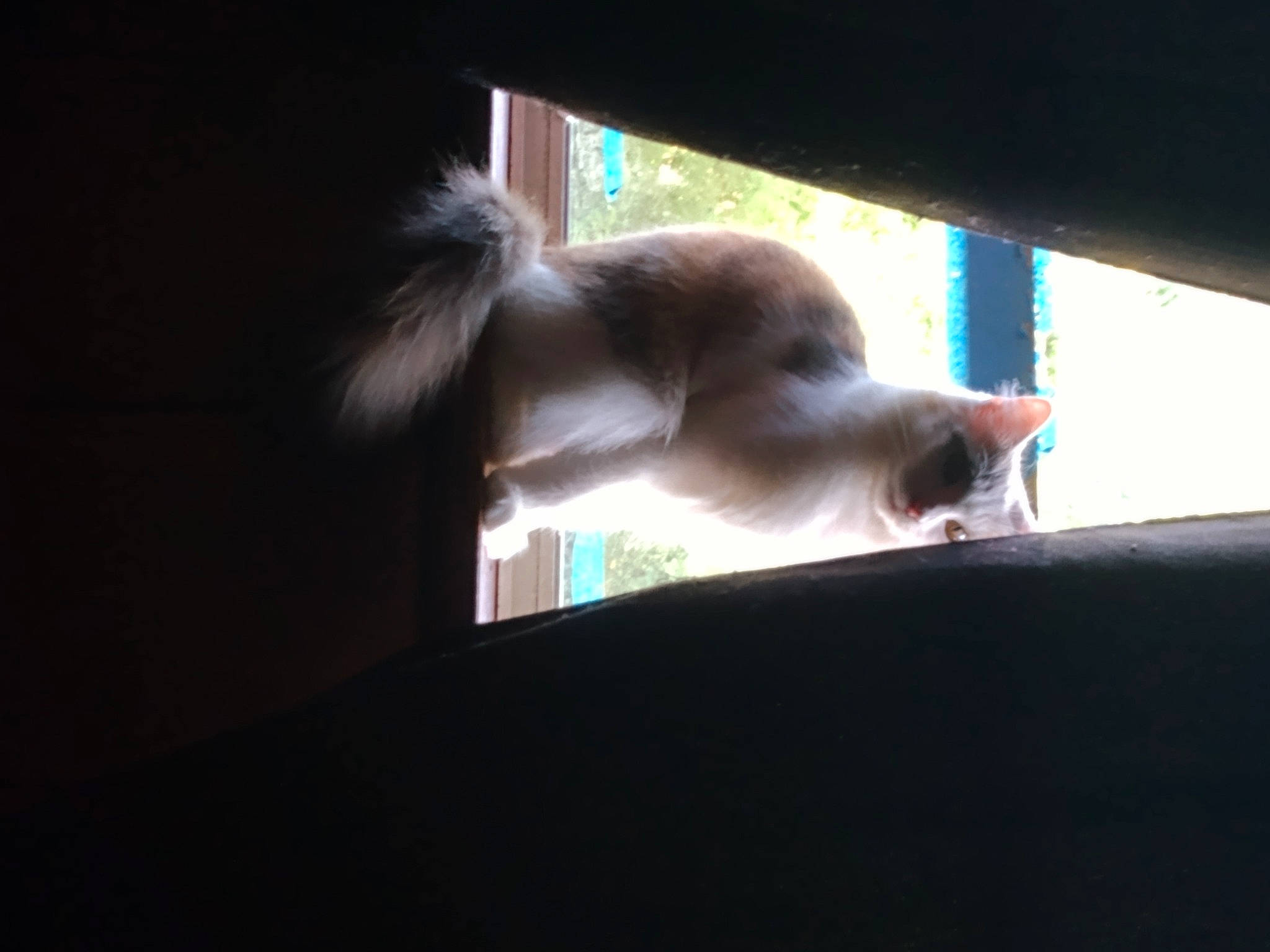 Bongo is registered to the contest to win money with this photo: canidae, carnivore, companion_dog, darkness, dog, dog_breed, fawn, felidae, fur, paw, small_to_medium_sized_cats, snout, sporting_group, tail, tints_and_shades, whiskers, wildlife, window, windshield, wood