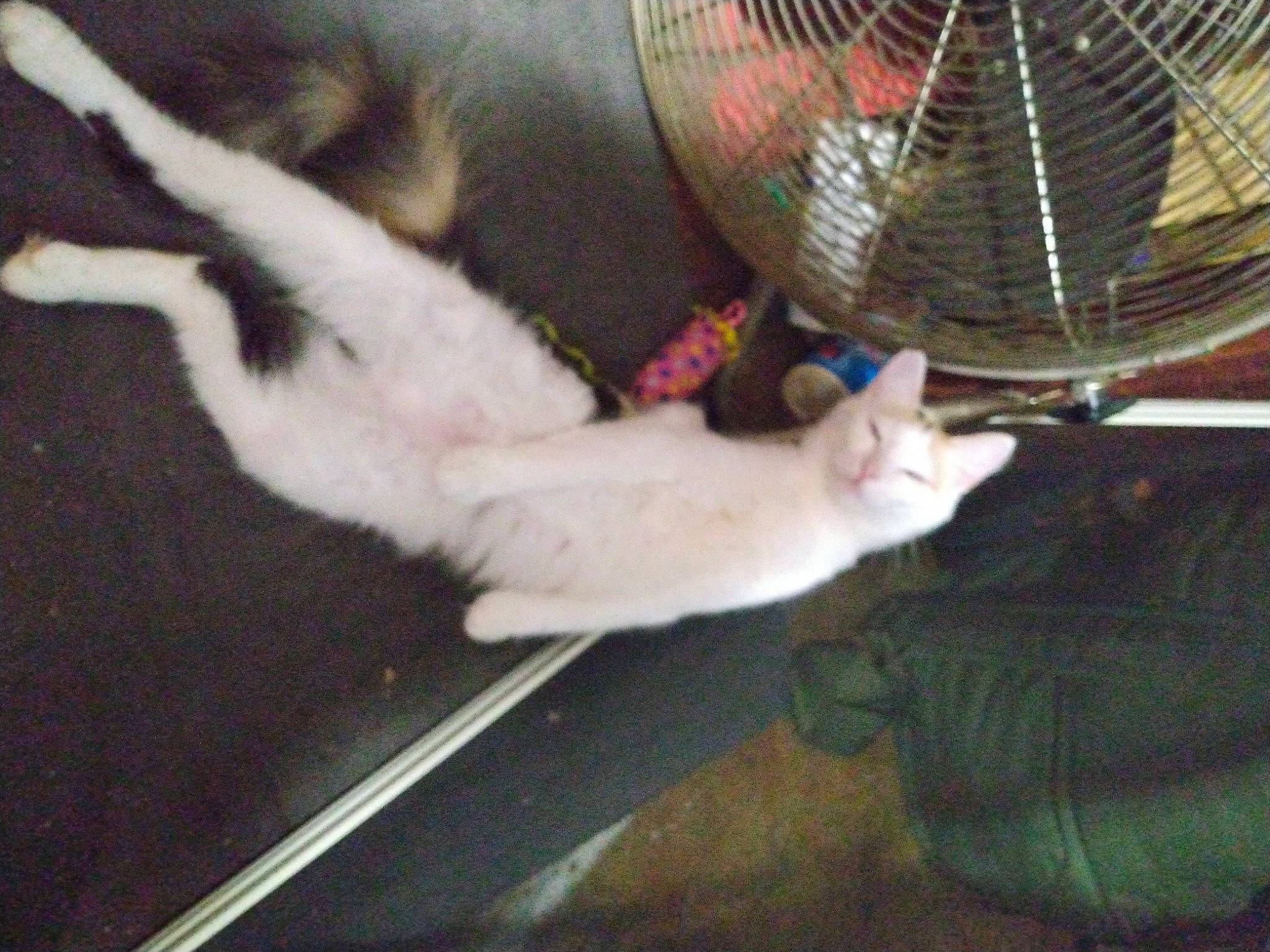 Bango is registered to the contest to win money with this photo: animal_shelter, basket, cage, canidae, carnivore, cat, claw, comfort, domestic_short_haired_cat, fawn, felidae, fur, home_appliance, mechanical_fan, mesh, paw, pet_supply, small_to_medium_sized_cats, tail, whiskers