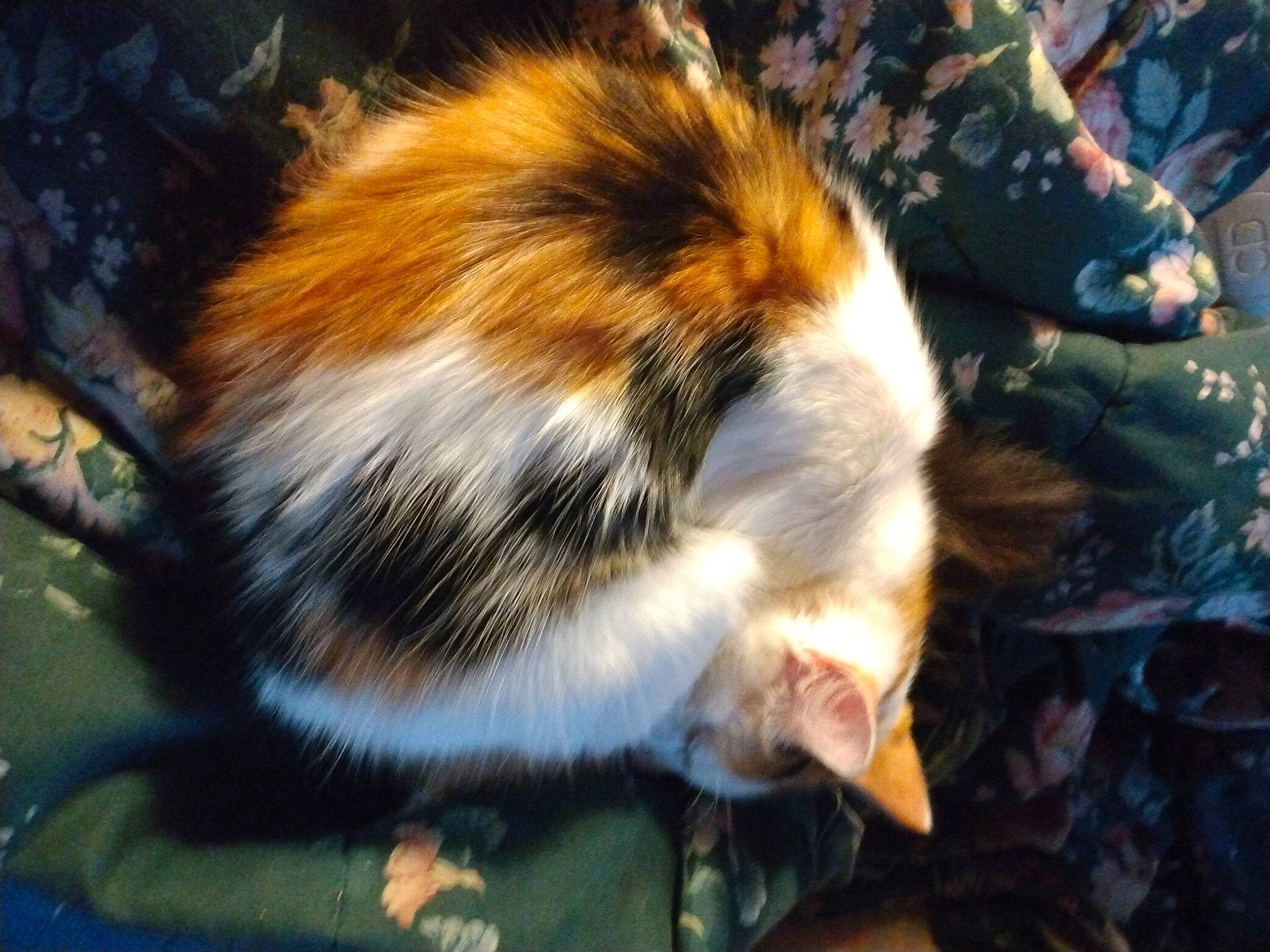 Bango is registered to the contest to win money with this photo: autumn, canidae, carnivore, cat, claw, dog_breed, domestic_short_haired_cat, fawn, felidae, fur, grass, organism, paw, shadow, small_to_medium_sized_cats, tail, terrestrial_animal, tree, whiskers, wildlife