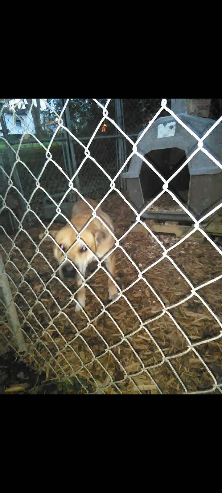 Rocky is registered to the contest to win money with this photo: animal_shelter, big_cats, carnivore, chain_link_fencing, dog_breed, fawn, felidae, fence, fur, mesh, metal, net, plant, recreation, service, snout, terrestrial_animal, wildlife, wire_fencing, working_animal