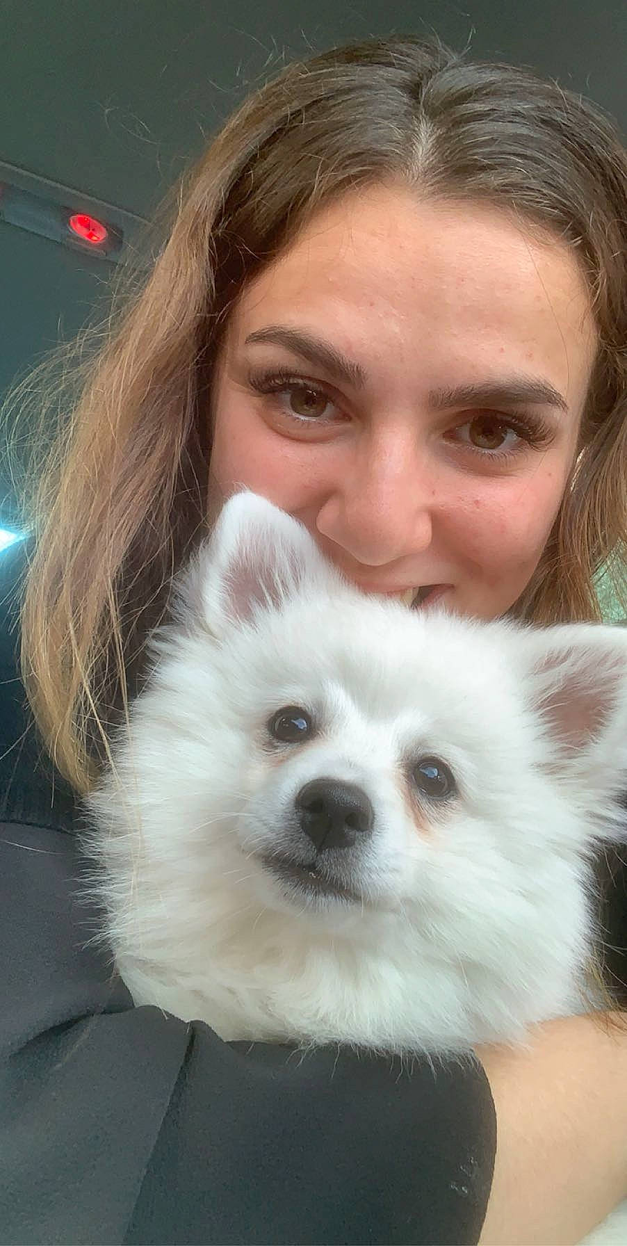 Rio a rejoint le concours — aidez-le/la à gagner de superbes lots ! american_eskimo_dog, canidae, carnivore, companion_dog, dog, dog_breed, eye, german_spitz, german_spitz_mittel, head, indian_spitz, japanese_spitz, mammal, nose, pomeranian, skin, spitz, vertebrate, volpino_italiano, whiskers