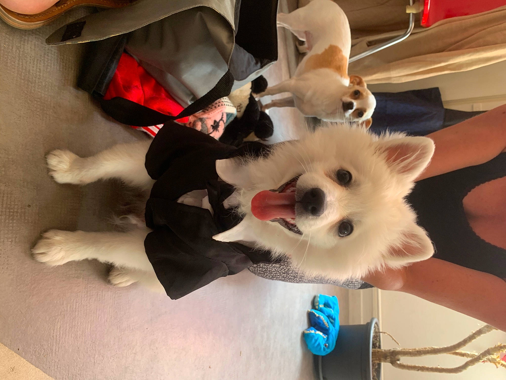 Rio participe au concours pour gagner de l'argent avec cette photo : american_eskimo_dog, berger_blanc_suisse, canidae, carnivore, companion_dog, dog, dog_breed, dog_clothes, japanese_spitz, mammal, non_sporting_group, puppy, puppy_love, white_shepherd