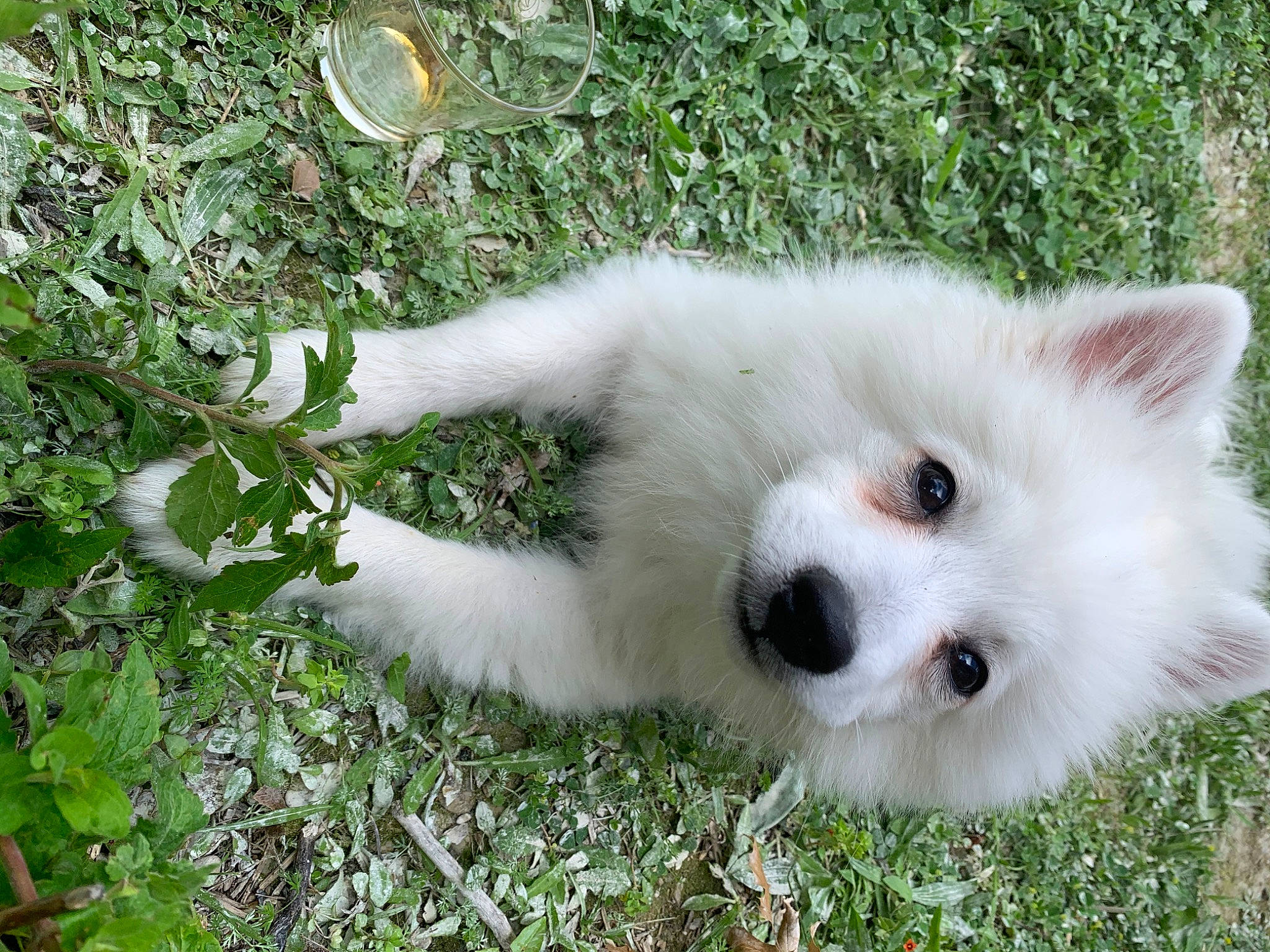 Rio participe au concours pour gagner de l'argent avec cette photo : american_eskimo_dog, berger_blanc_suisse, canadian_eskimo_dog, canidae, carnivore, dog, dog_breed, german_spitz, german_spitz_klein, german_spitz_mittel, indian_spitz, japanese_spitz, kintamani, mammal, pungsan_dog, samoyed, spitz, vertebrate, volpino_italiano, white_shepherd