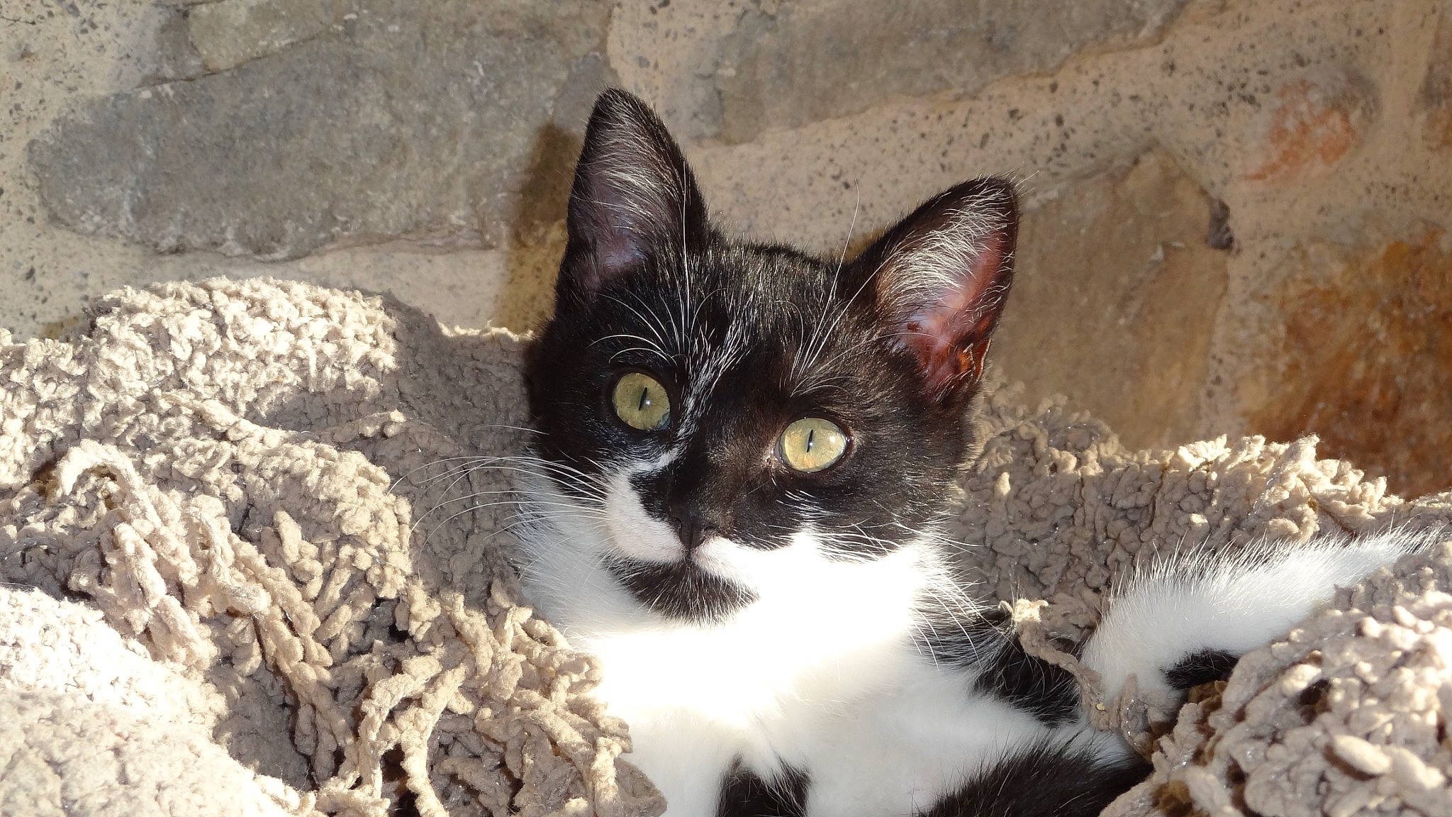 Poupie a rejoint le concours — aidez-le/la à gagner de superbes lots ! carnivore, cat, domestic_short_haired_cat, felidae, fur, iris, paw, small_to_medium_sized_cats, snout, tail, terrestrial_animal, tree, whiskers, wildlife