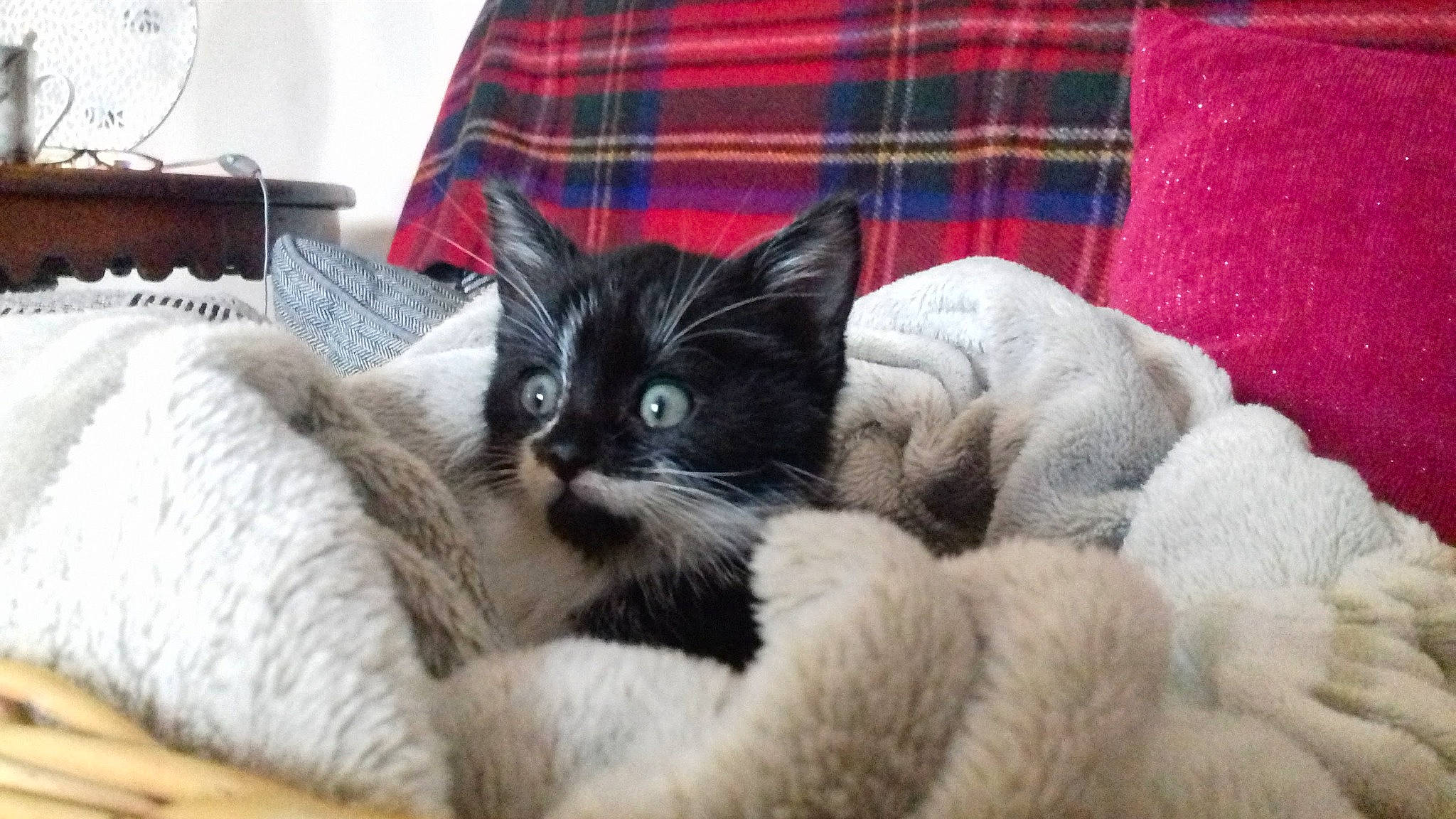 Poupie participe au concours pour gagner de l'argent avec cette photo : carnivore, cat, cat_supply, claw, comfort, domestic_short_haired_cat, felidae, fur, grey, linens, nap, pattern, paw, plaid, small_to_medium_sized_cats, tail, tartan, terrestrial_animal, textile, whiskers