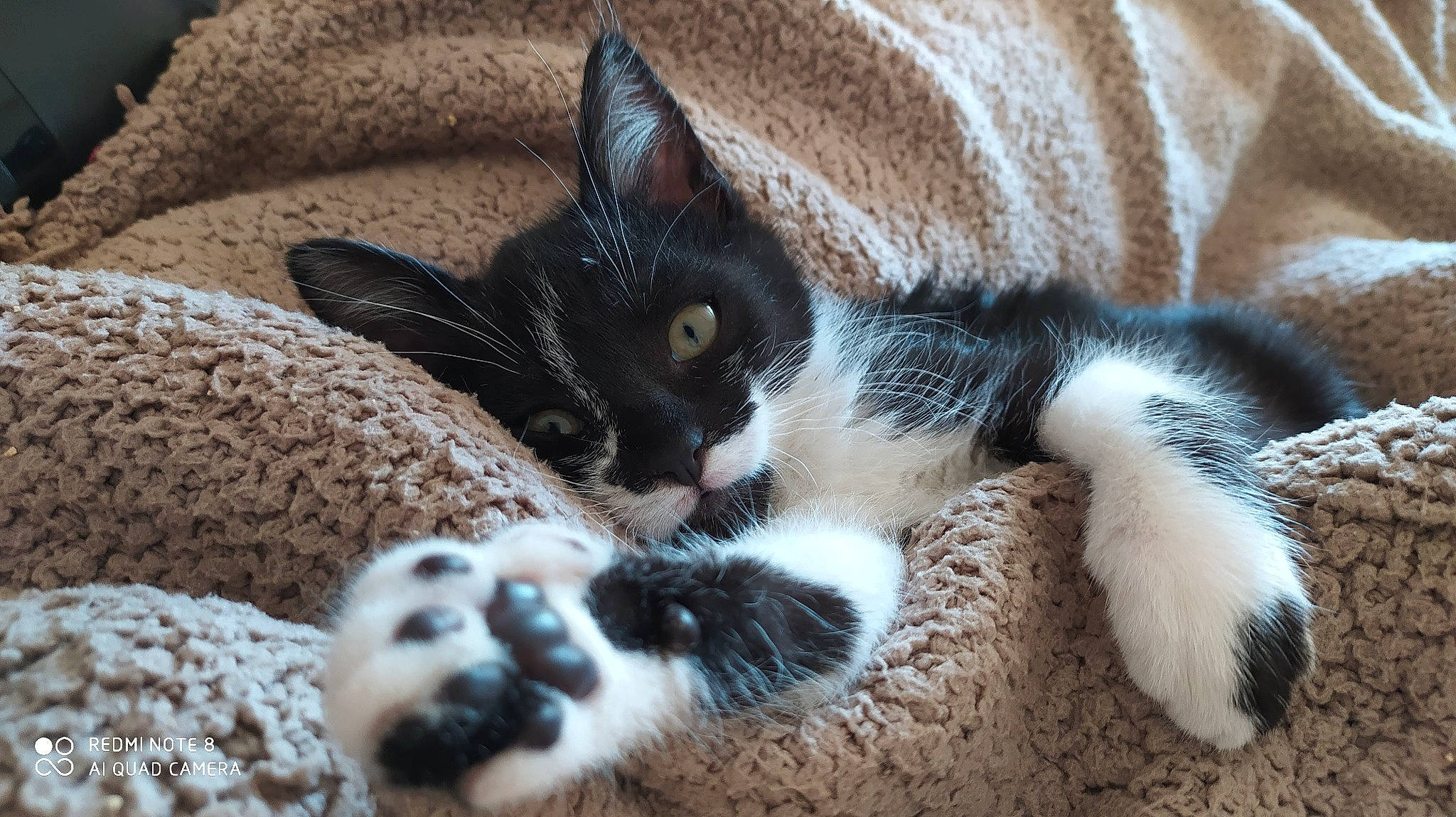 Poupie participe au concours pour gagner de l'argent avec cette photo : blanket, carnivore, cat, cat_supply, claw, comfort, couch, domestic_short_haired_cat, felidae, fur, linens, nap, paw, sleep, small_to_medium_sized_cats, snout, tail, terrestrial_animal, whiskers