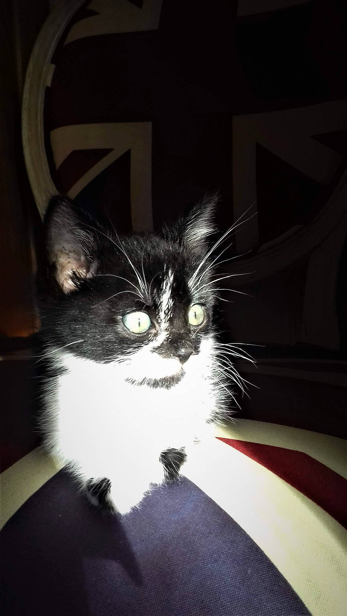 Poupie a rejoint le concours — aidez-le/la à gagner de superbes lots ! black_cat, carnivore, cat, darkness, domestic_short_haired_cat, eye, felidae, formal_wear, fur, monochrome_photography, small_to_medium_sized_cats, snout, tail, whiskers, window