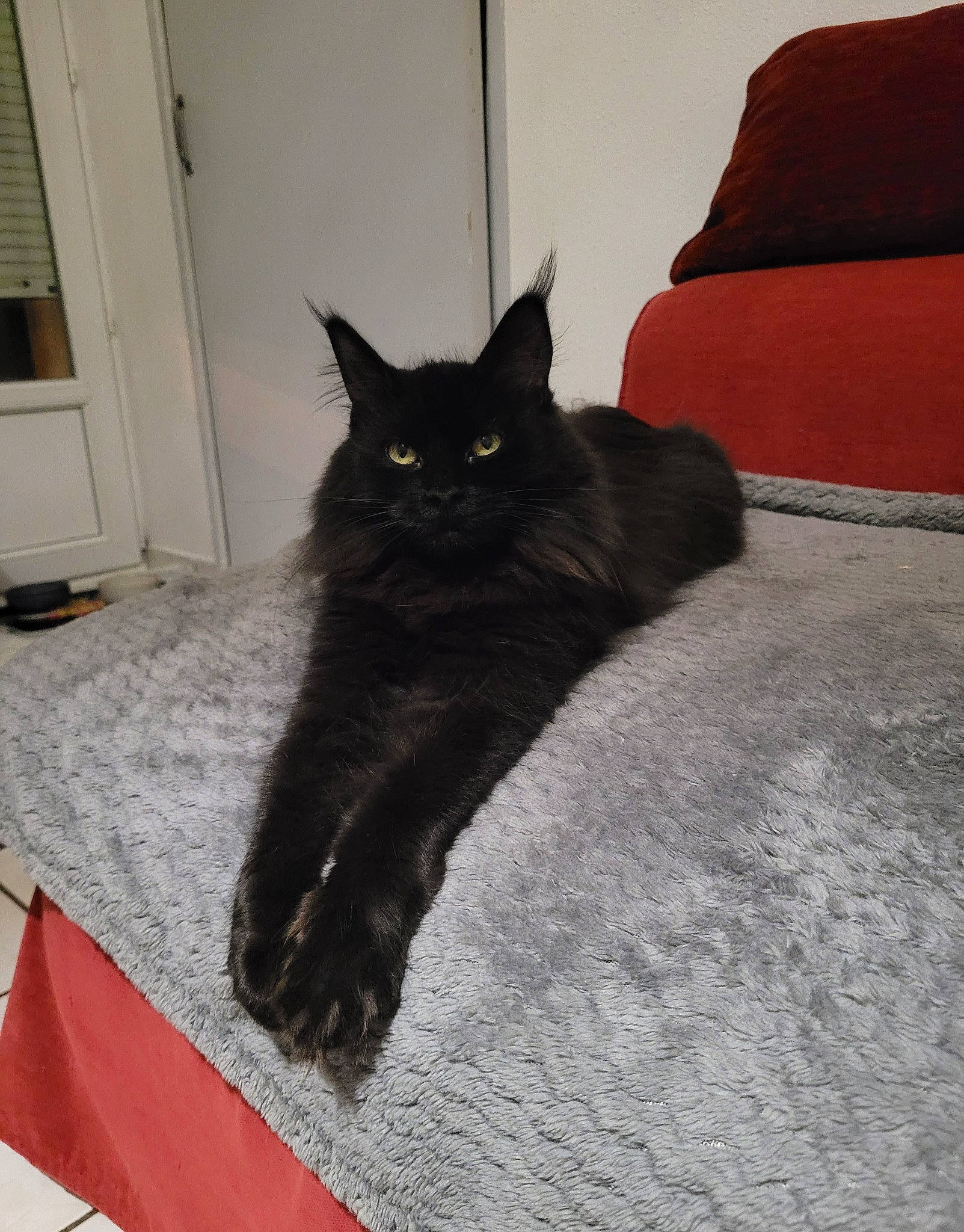 Sylka participe au concours pour gagner de l'argent avec cette photo : black_cat, bombay, carnivore, cat, claw, comfort, couch, domestic_short_haired_cat, door, felidae, floor, flooring, fur, grey, hardwood, small_to_medium_sized_cats, snout, tail, whiskers, wood