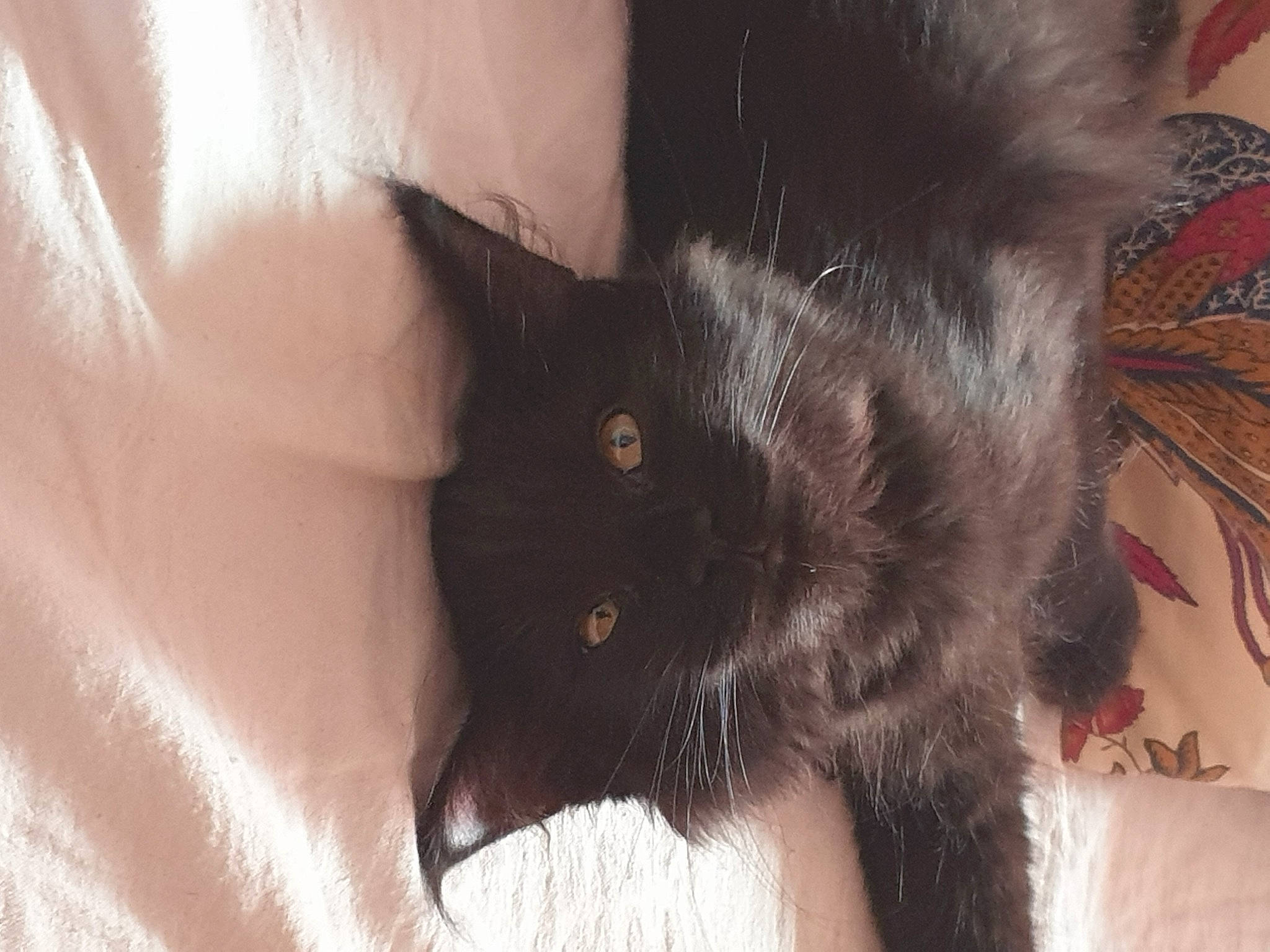 Sylka a rejoint le concours — aidez-le/la à gagner de superbes lots ! black_cat, bombay, carnivore, cat, claw, comfort, domestic_short_haired_cat, ear, felidae, foot, fur, gesture, paw, plant, small_to_medium_sized_cats, snout, tail, tree, whiskers