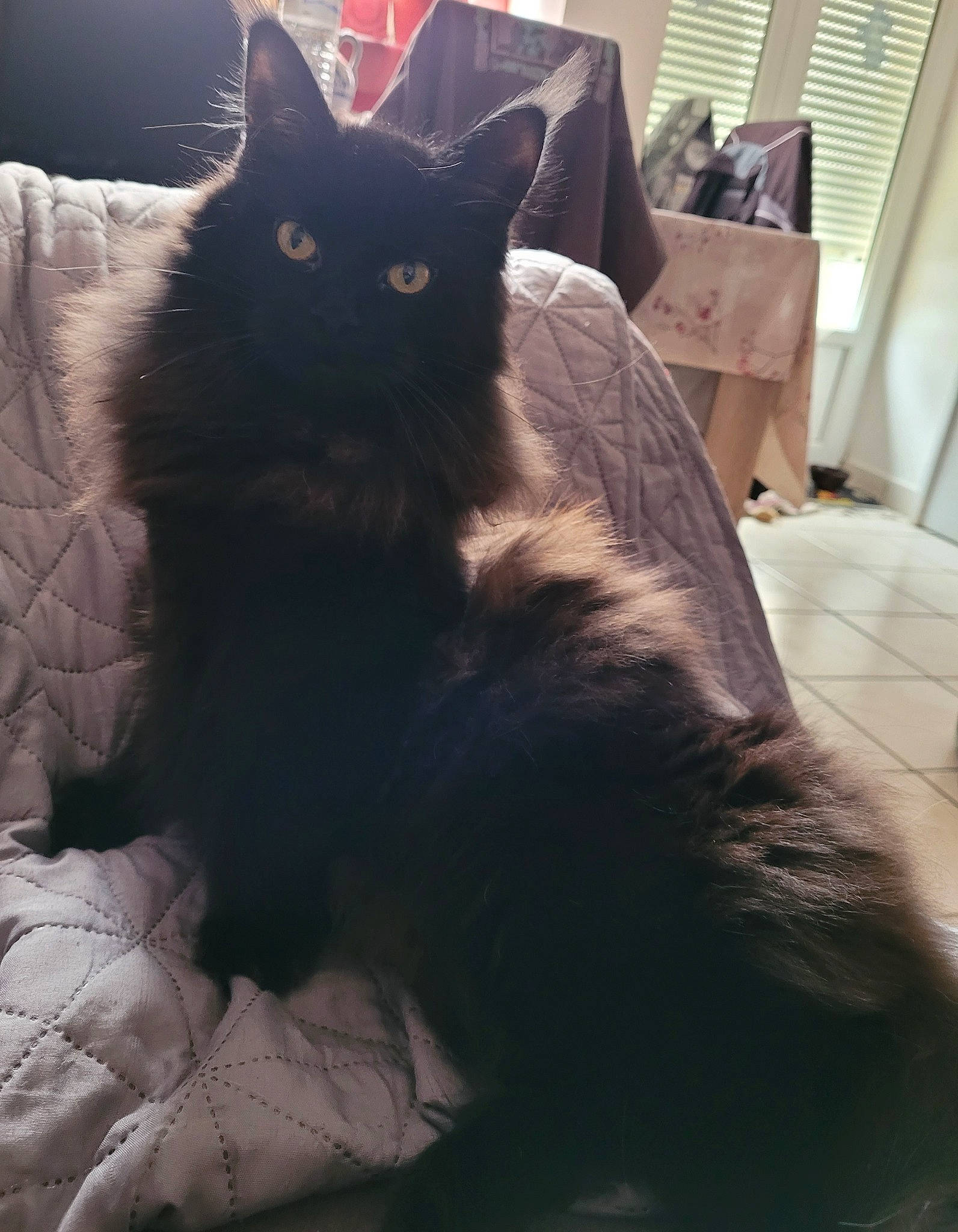 Sylka participe au concours pour gagner de l'argent avec cette photo : black_cat, box, carnivore, cat, claw, comfort, domestic_short_haired_cat, felidae, flooring, fur, grey, hardwood, sitting, small_to_medium_sized_cats, snout, tail, tints_and_shades, whiskers