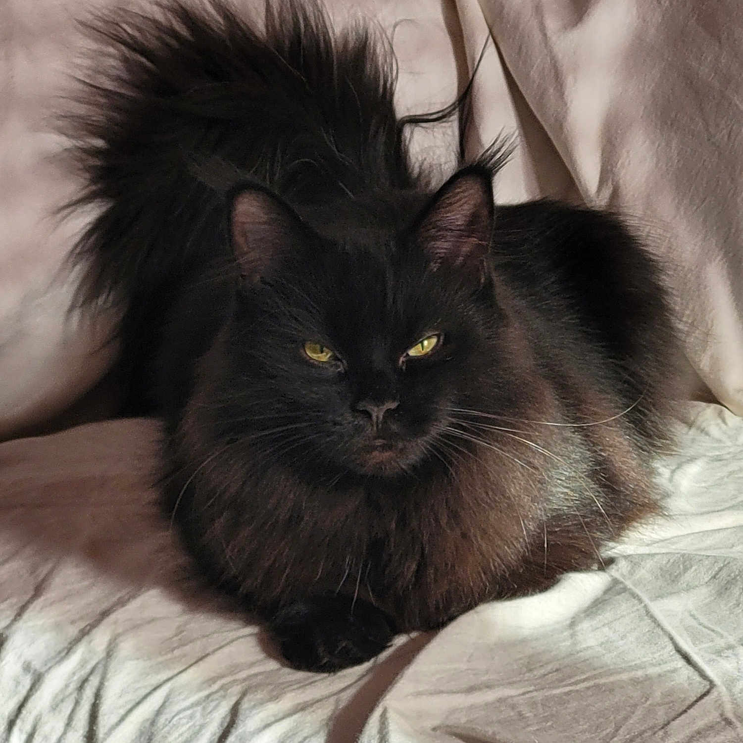 Sylka a rejoint le concours — aidez-le/la à gagner de superbes lots ! abyssinian, angora, animal, bed, bedroom, blackcat, blanket, cat, couch, cushion, furniture, homedecor, indoors, kitten, linen, manx, pet, quilt, room, wood