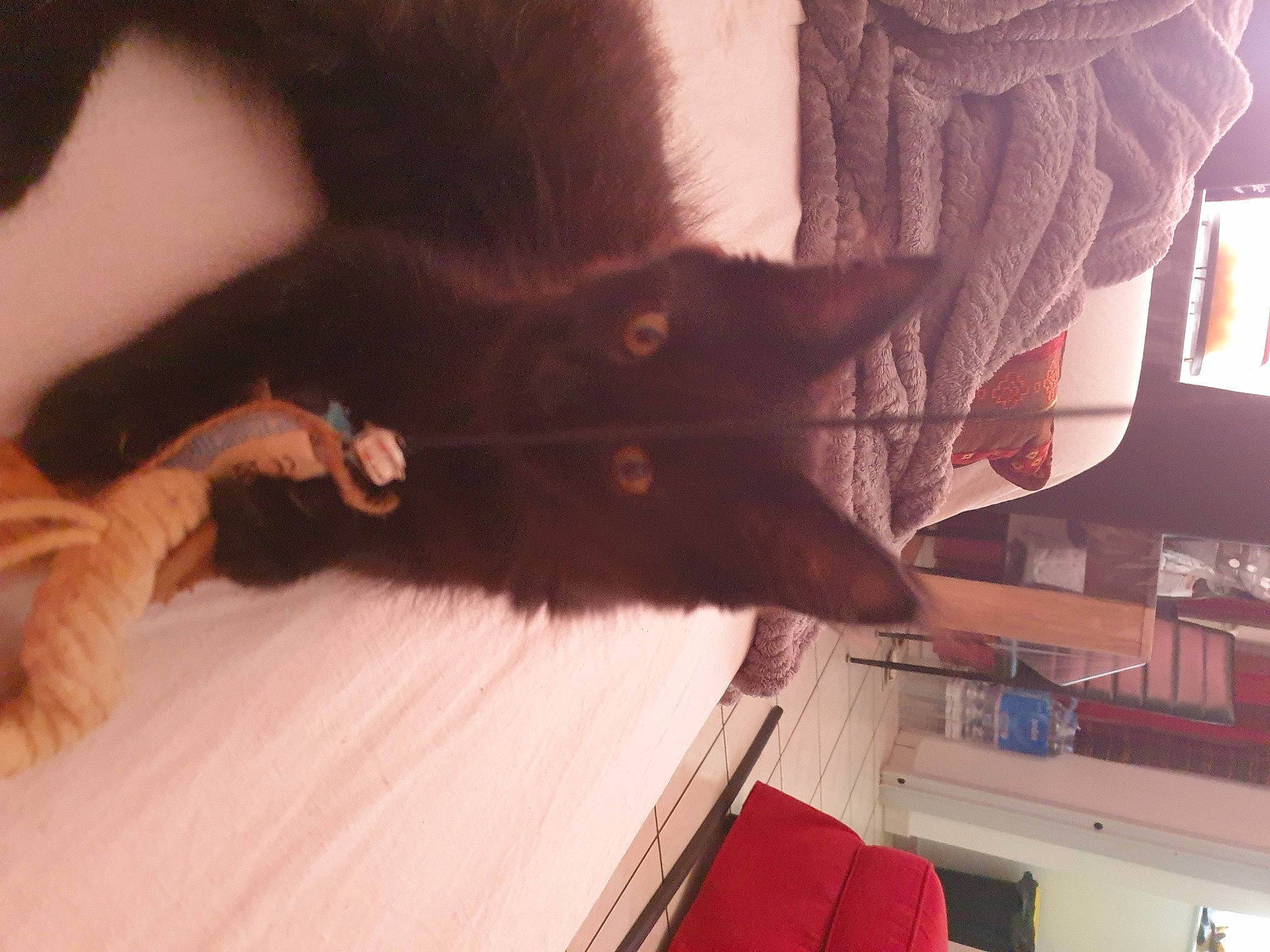 Sylka participe au concours pour gagner de l'argent avec cette photo : black_cat, carnivore, cat, claw, comfort, curtain, domestic_short_haired_cat, ear, felidae, flooring, fur, hardwood, human_leg, room, small_to_medium_sized_cats, tail, tints_and_shades, whiskers, wood, wood_stain