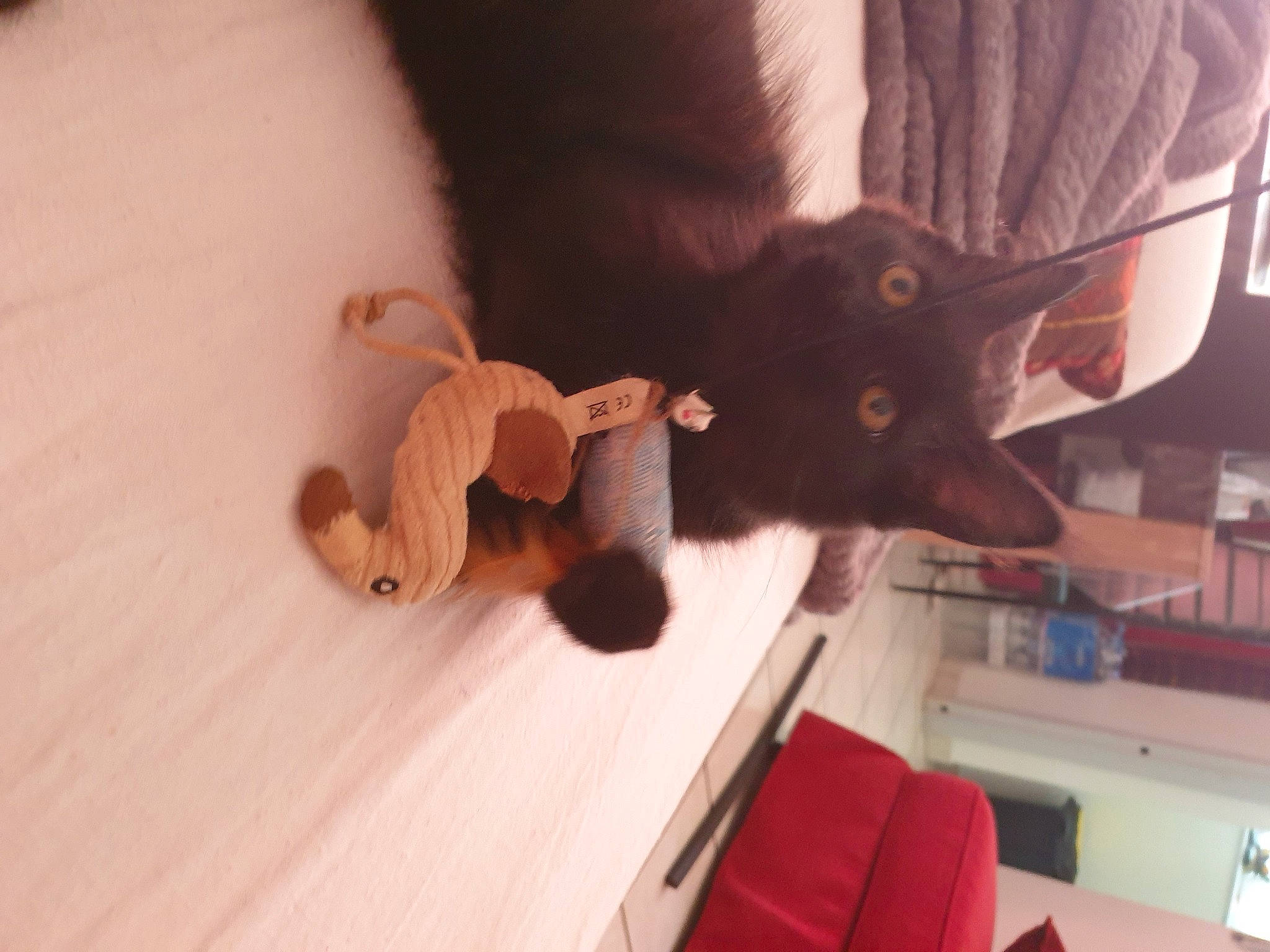 Sylka a rejoint le concours — aidez-le/la à gagner de superbes lots ! canidae, carnivore, cat, comfort, companion_dog, dog_breed, ear, fawn, felidae, flooring, fur, hardwood, red, room, sleeve, small_to_medium_sized_cats, sporting_group, tail, whiskers, wood