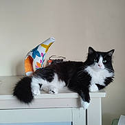 Rocco a rejoint le concours — aidez-le/la à gagner de superbes lots ! animal, black_and_white_cat, cabinet, cat, curious, decor, feline, fluffy, furniture, glasses, household, indoor, lounging, paw, pet, portrait, resting, tail, vase, whiskers